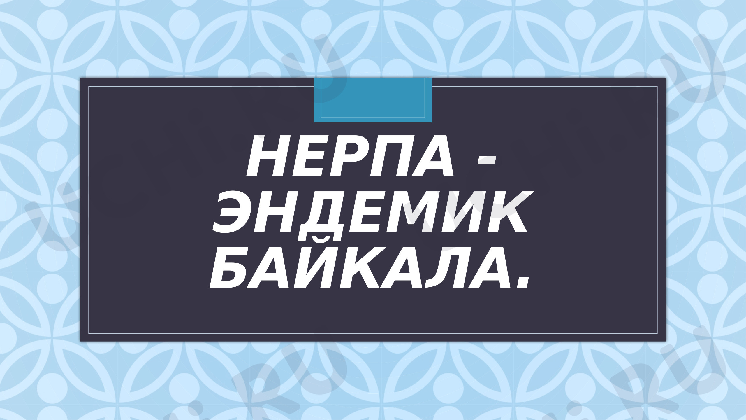 Предпросмотр материала Нерпа — Эндемик Байкала