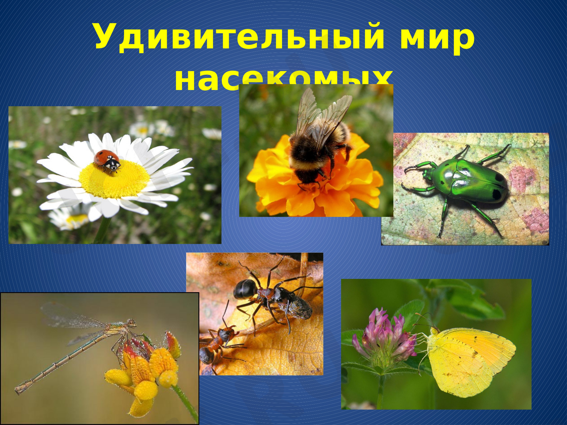 Предпросмотр материала Насекомые