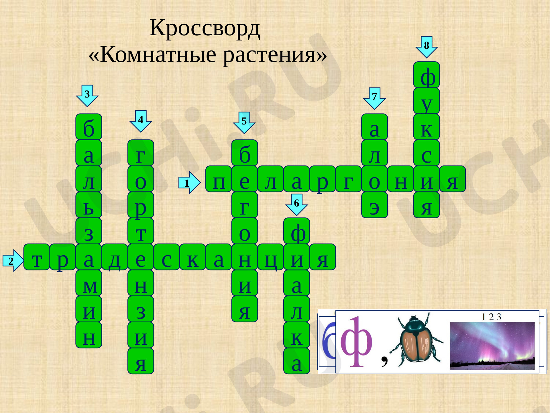 Предпросмотр материала Комнатные растения. Кроссворд