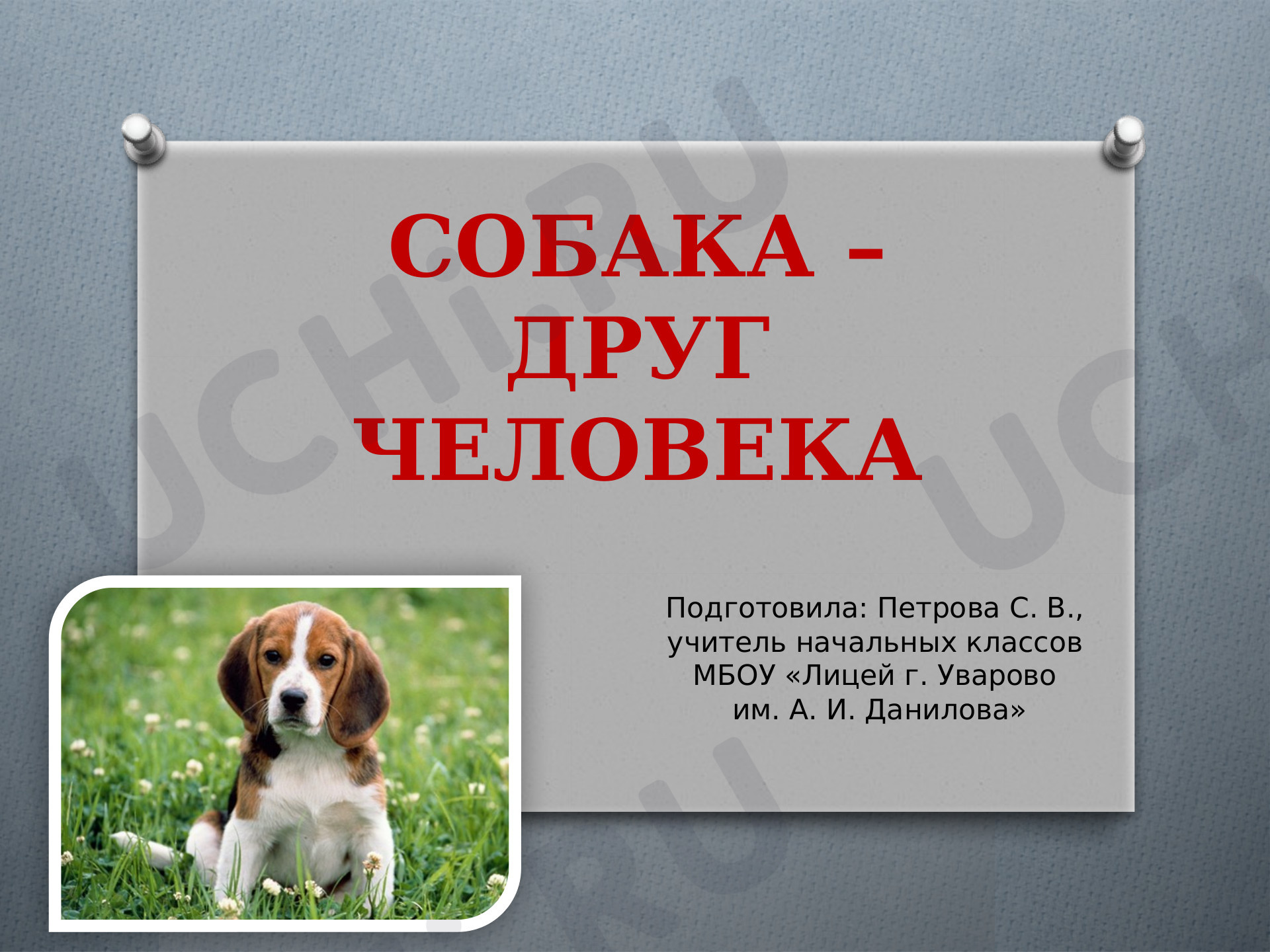 Предпросмотр материала «Собака-друг человека»