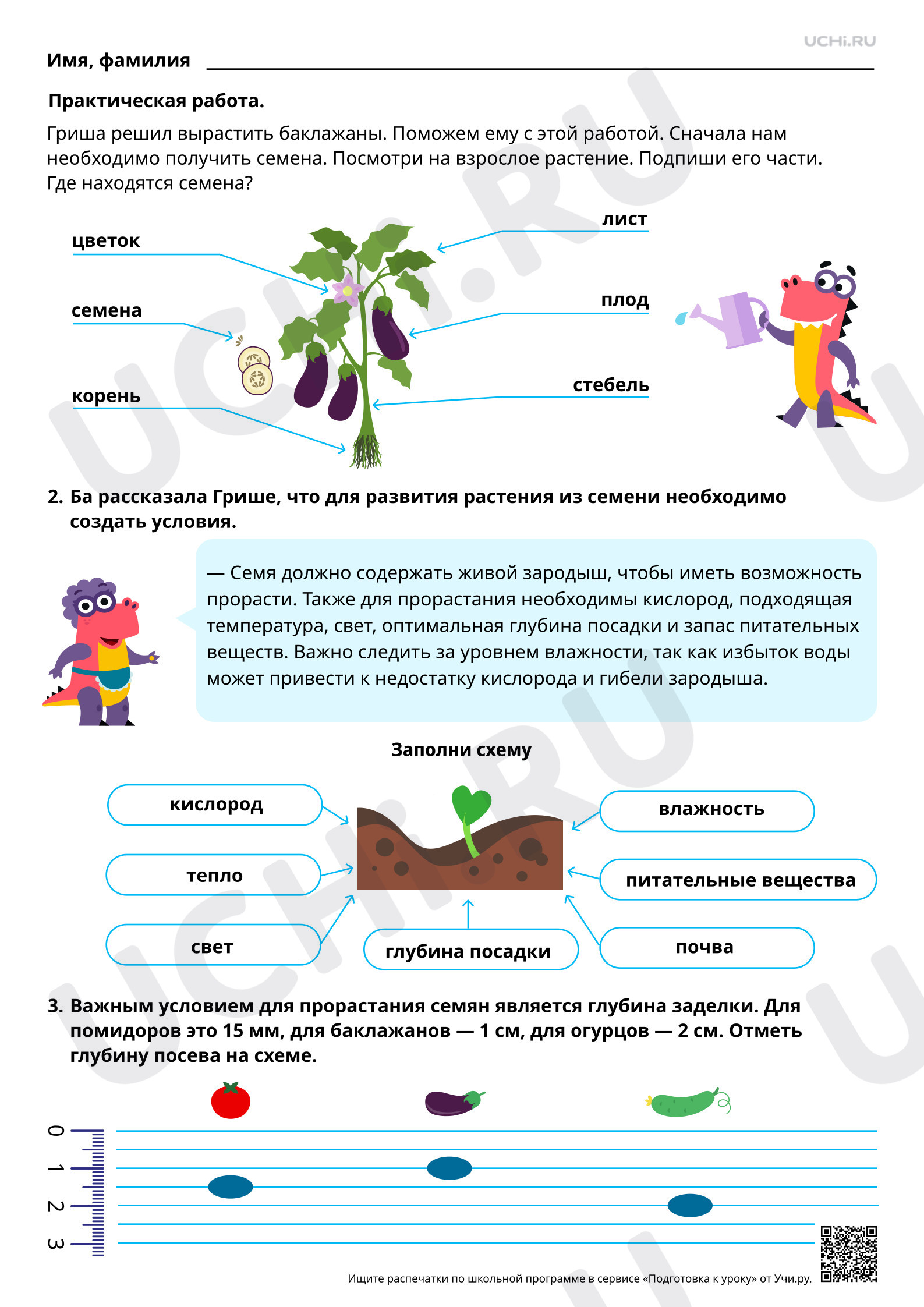 Предпросмотр материала Развитие растения от семени до семени. Ответы