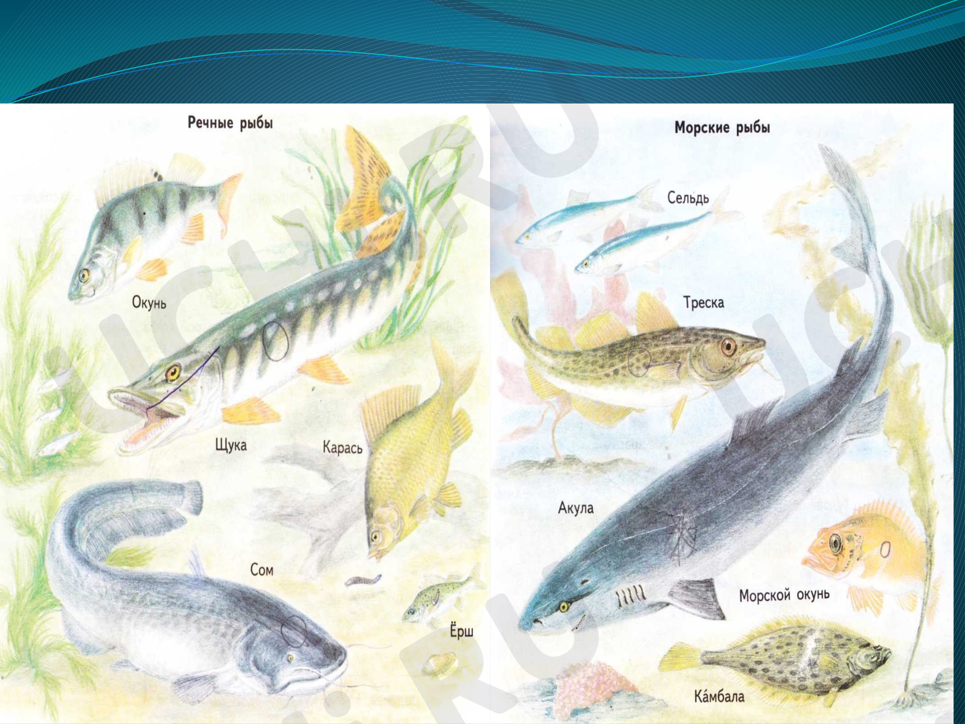 Материалы для урока по теме Кто такие рыбы?,Окружающий мир, 1 класс.