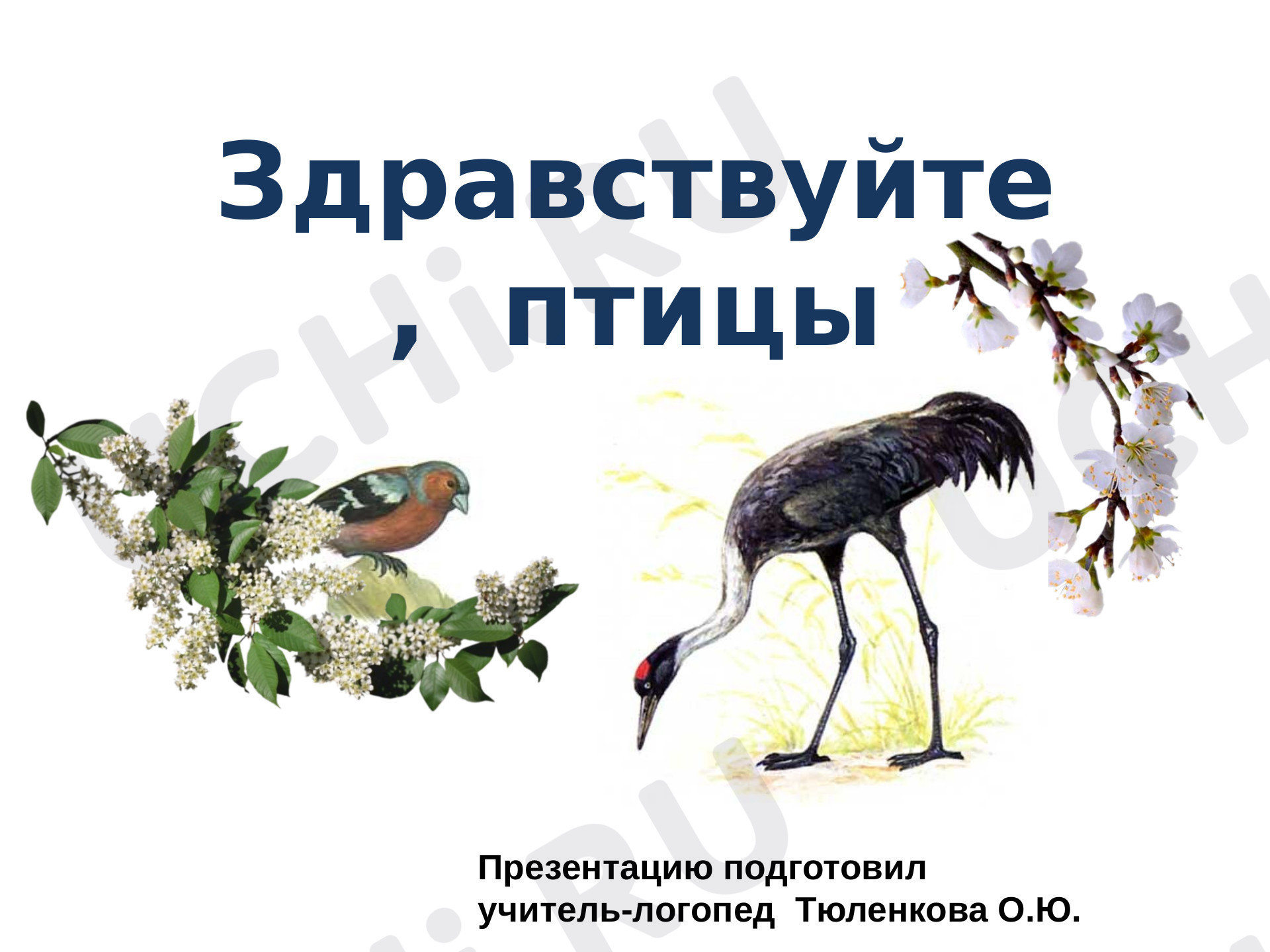 Предпросмотр материала Презентация к уроку. Здравствуйте, птицы!