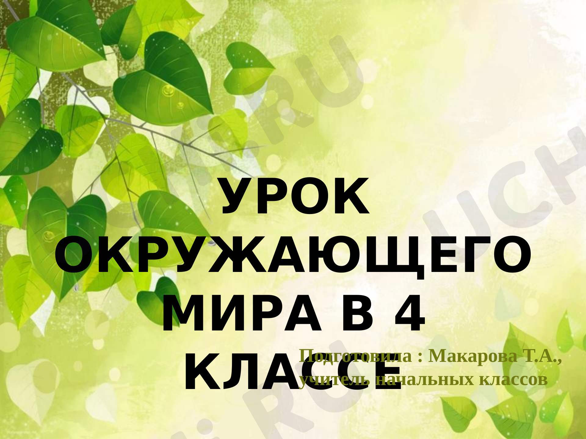 Предпросмотр материала Разнообразие мира растений
