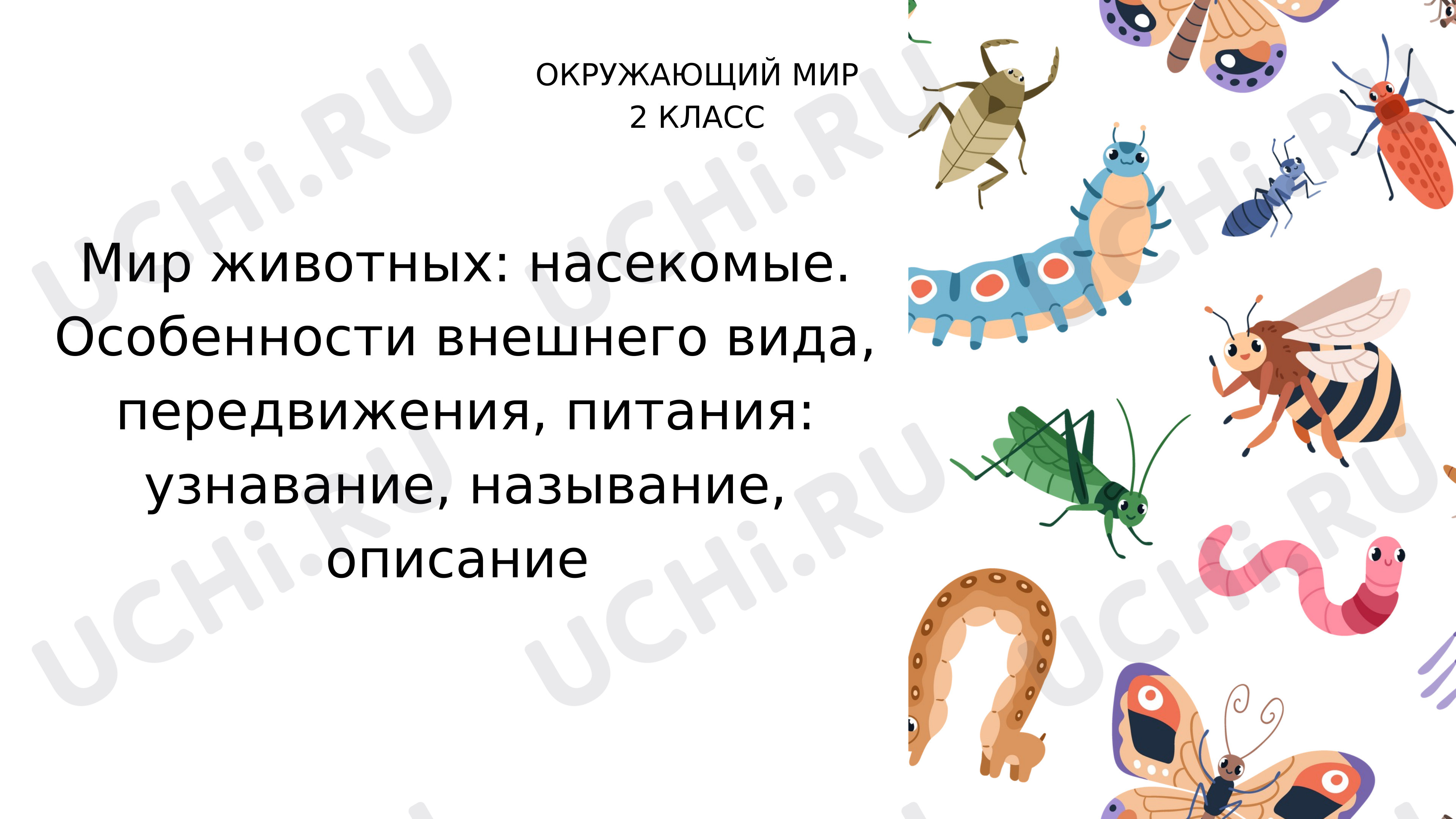 Предпросмотр материала Мир животных: насекомые. Особенности внешнего вида, передвижения, питания: узнавание, называние, описание.