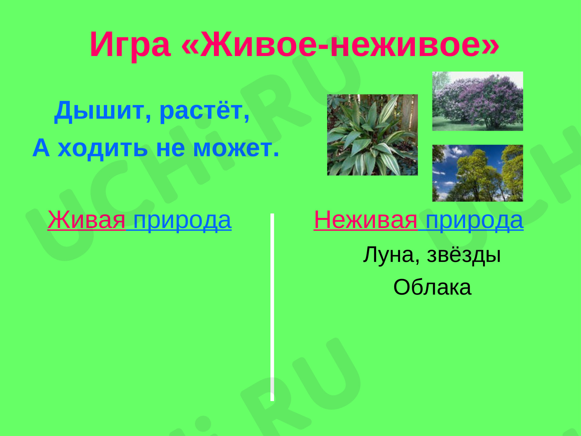 Живая и неживая природа: Объекты живой природы. Сравнение объектов неживой  и живой природы: выделение различий | Учи.ру