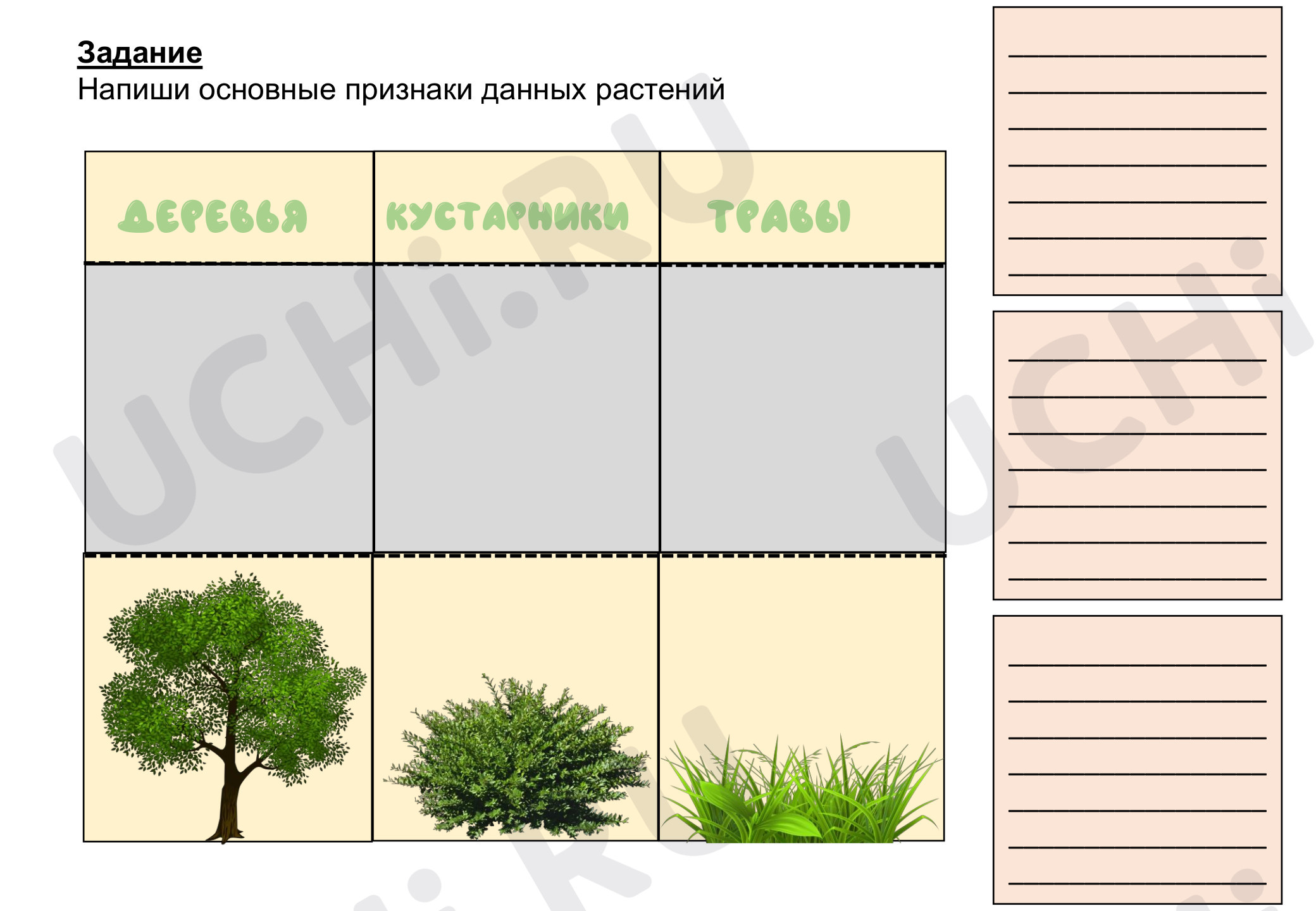 Предпросмотр материала Деревья, кустарники, травы