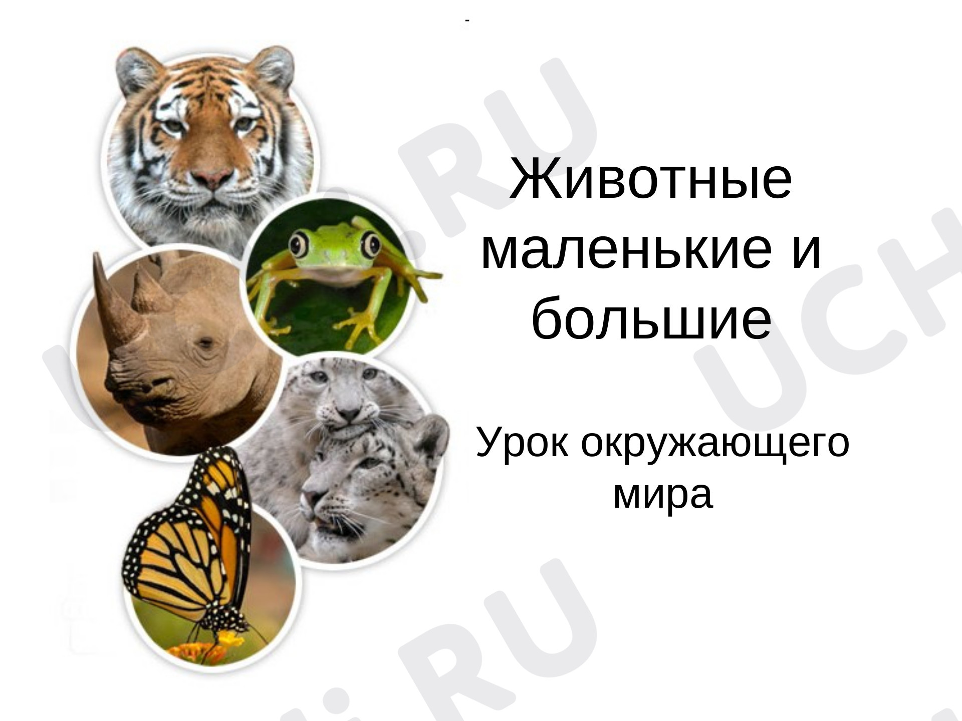 Предпросмотр материала Окружающий мир, 3 класс, Животные маленькие и большие
