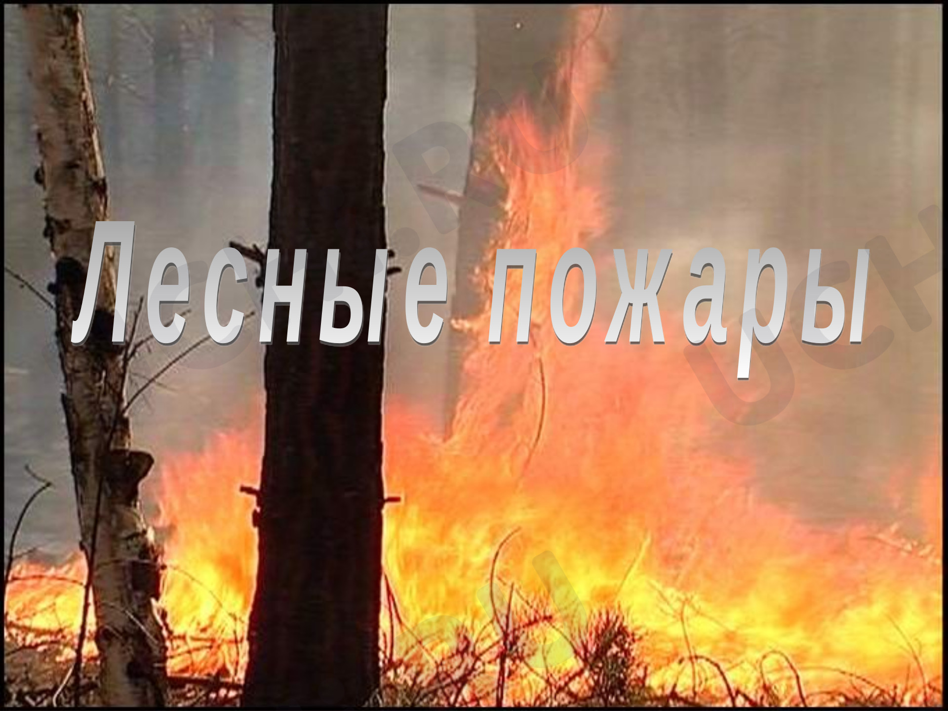 Предпросмотр материала "Лесные пожары"