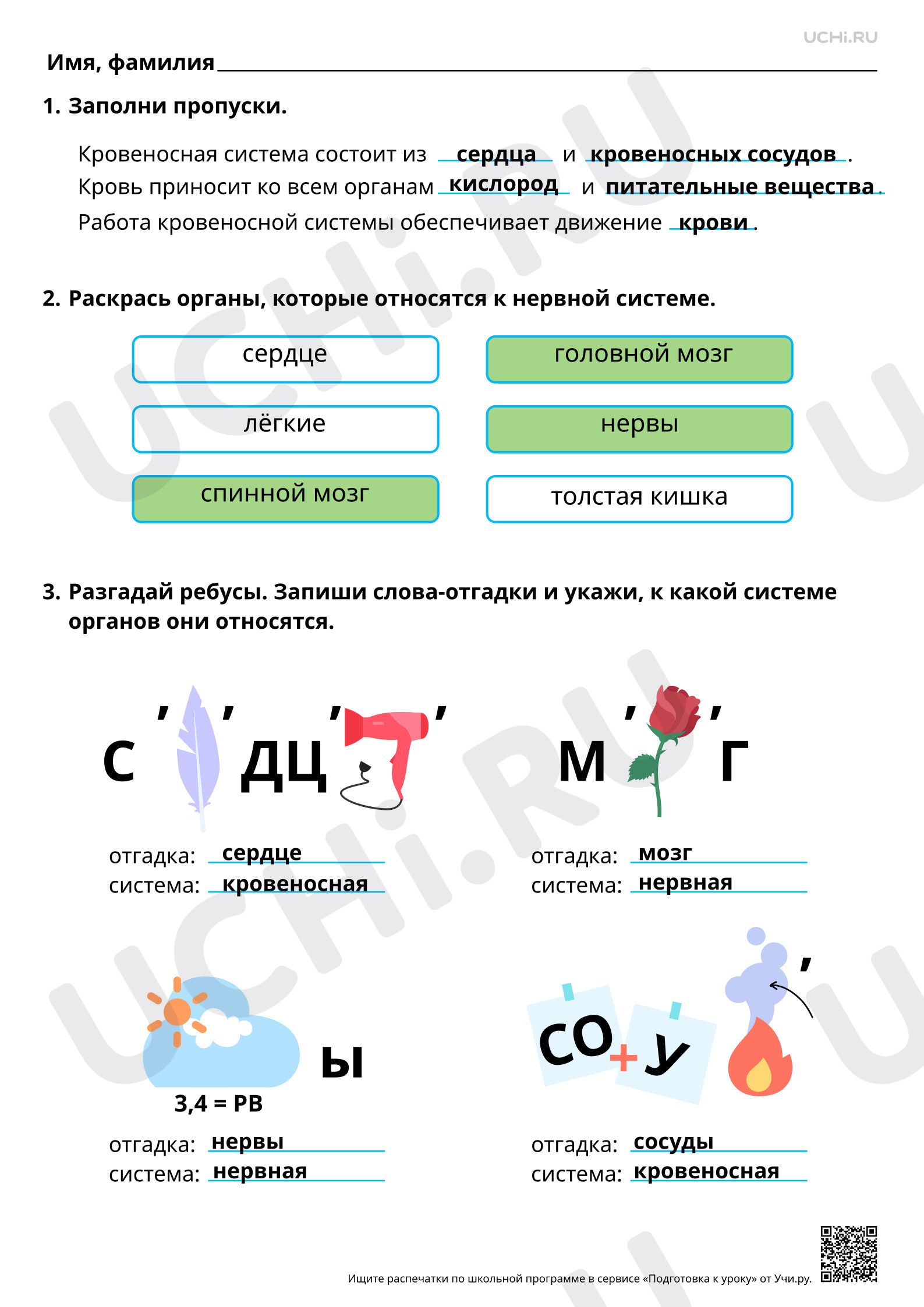 Предпросмотр материала Кровеносная и нервная система и их роль в жизни человека. Ответы