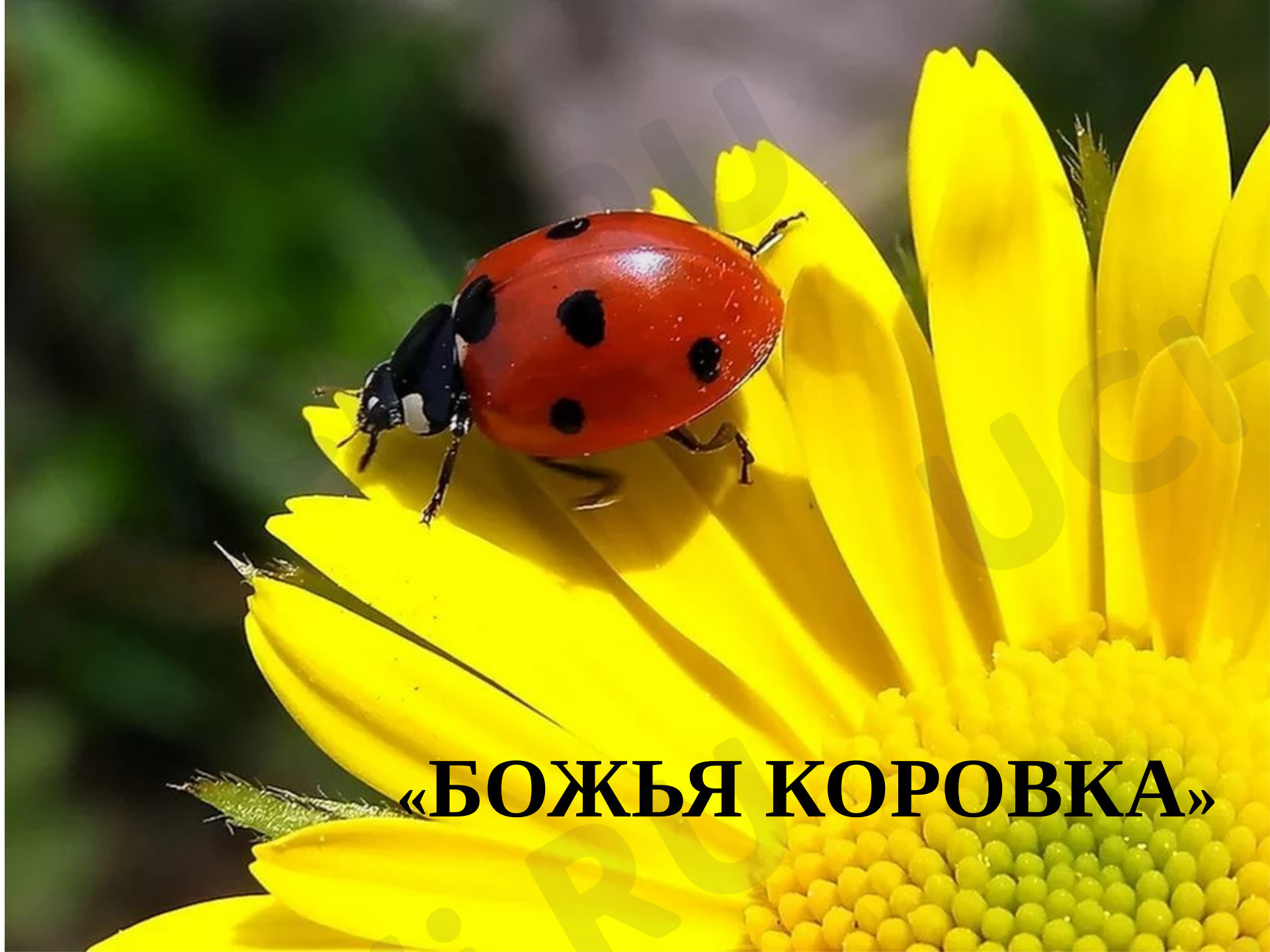 Предпросмотр материала Божья коровка