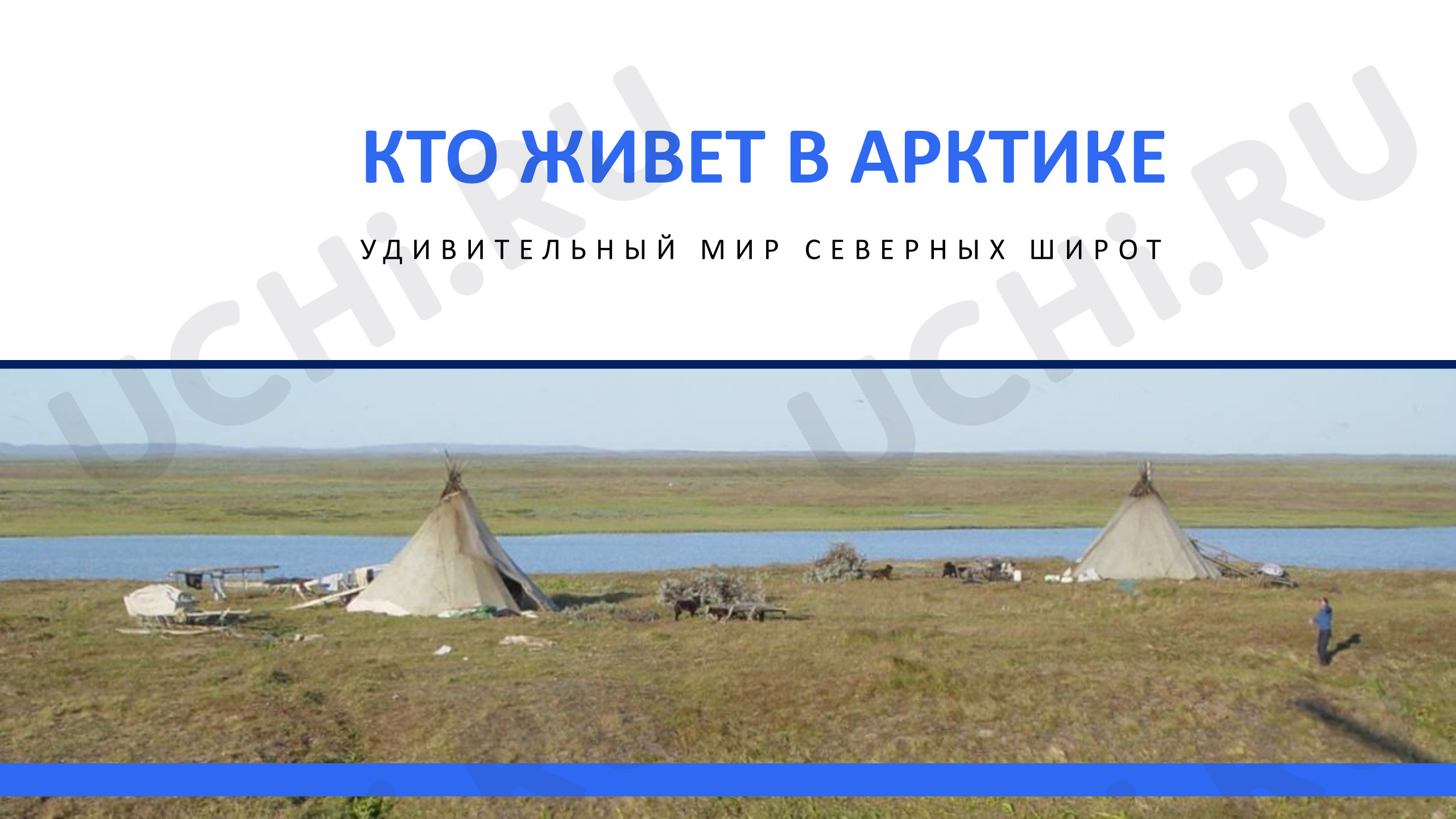 Предпросмотр материала Презентация к уроку окружающего мира. Кто живет в Арктике?