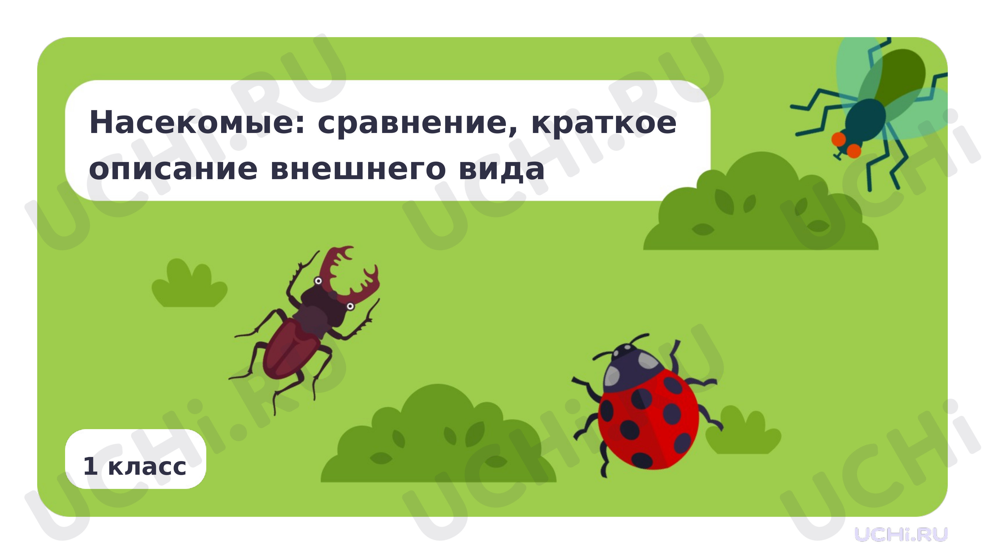 Предпросмотр материала Насекомые: сравнение, краткое описание внешнего вида