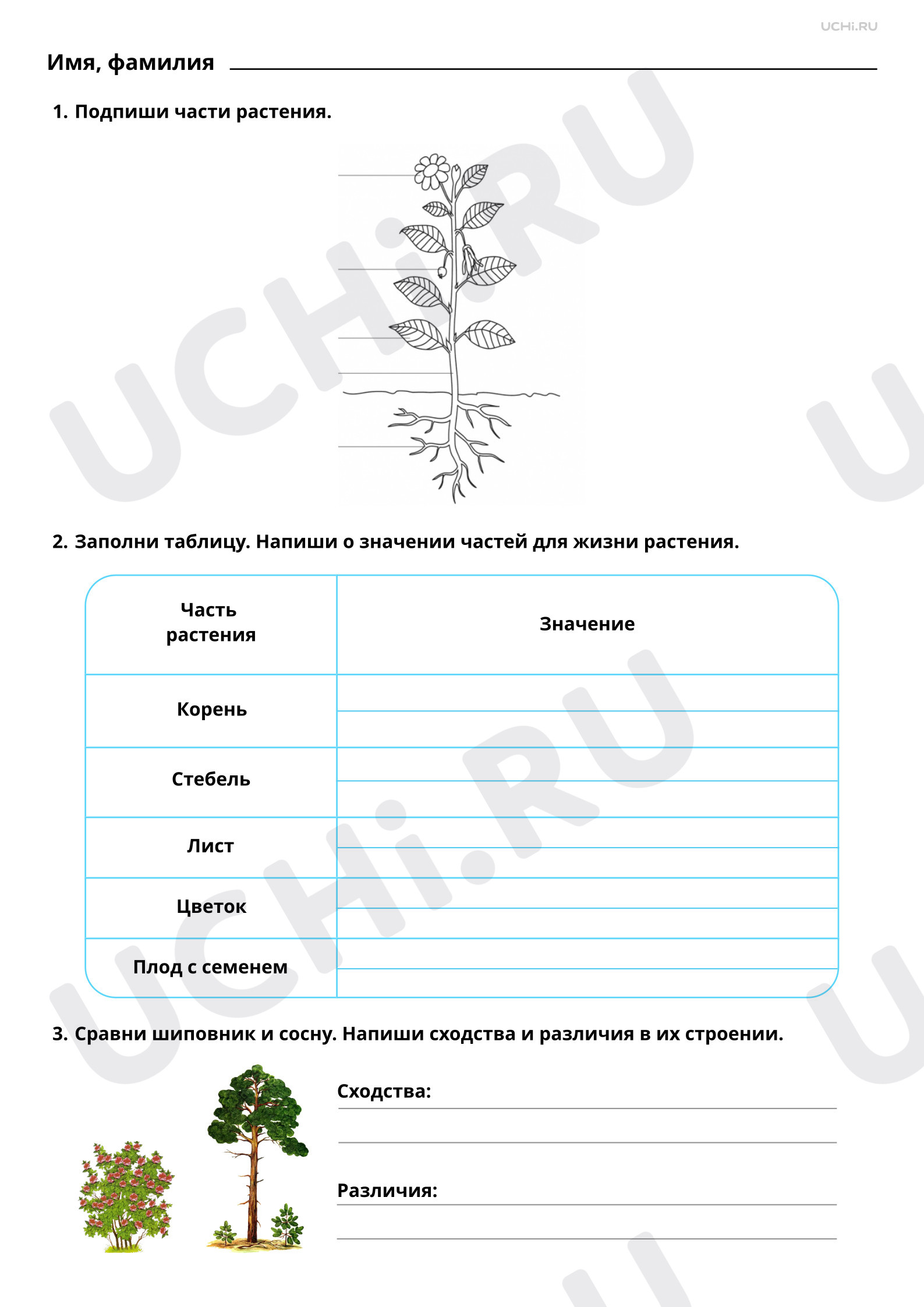 Предпросмотр материала Части растения. Повышенный уровень