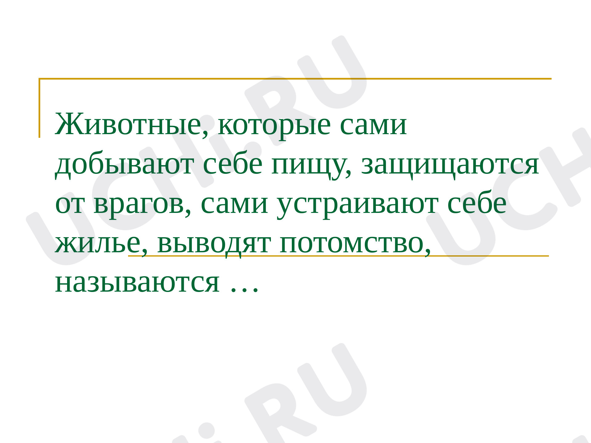 Предпросмотр материала Животные живого уголка,про кошек и собак