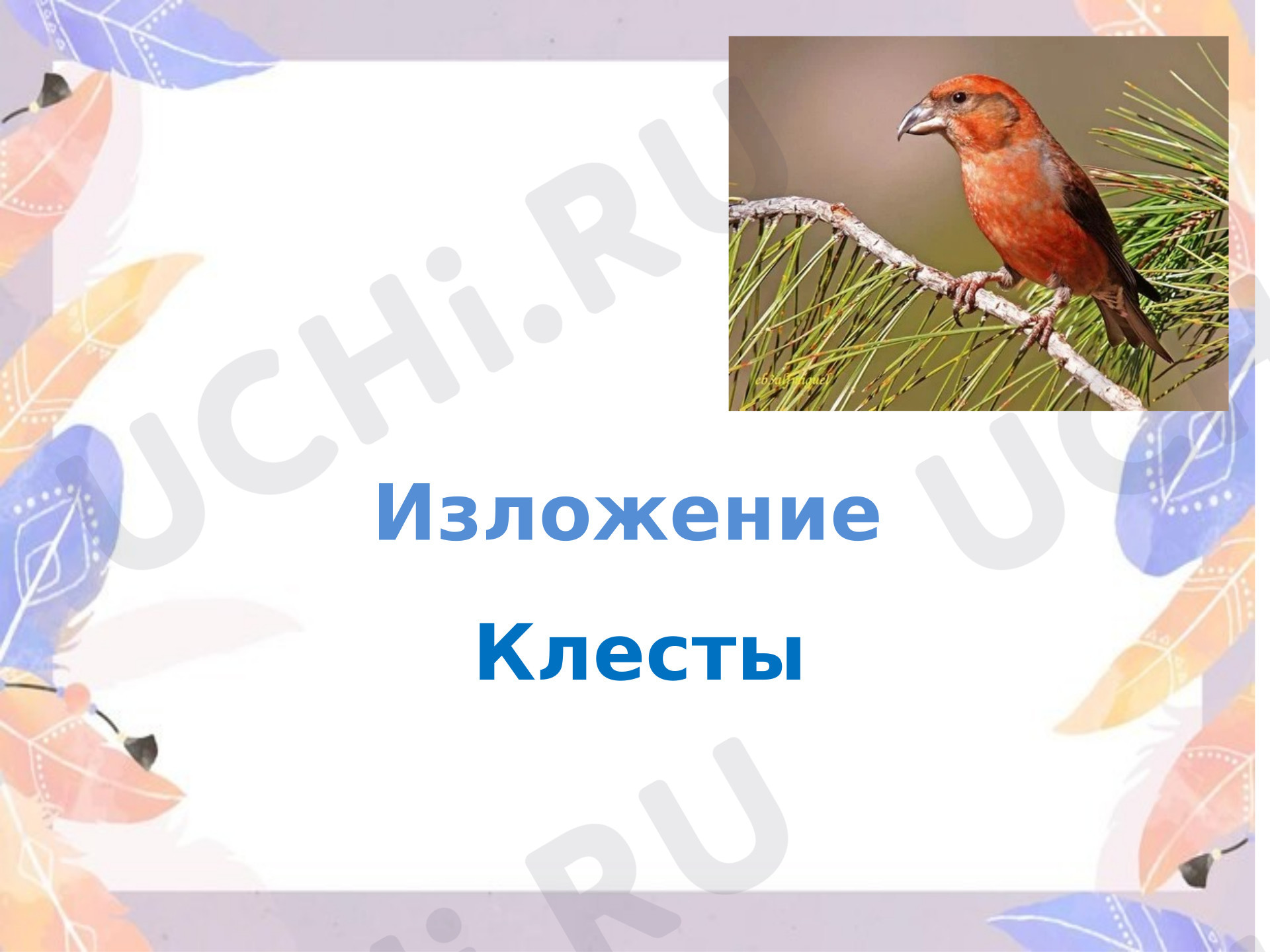 Предпросмотр материала Презентация к уроку русского языка. Изложение "Клесты"
