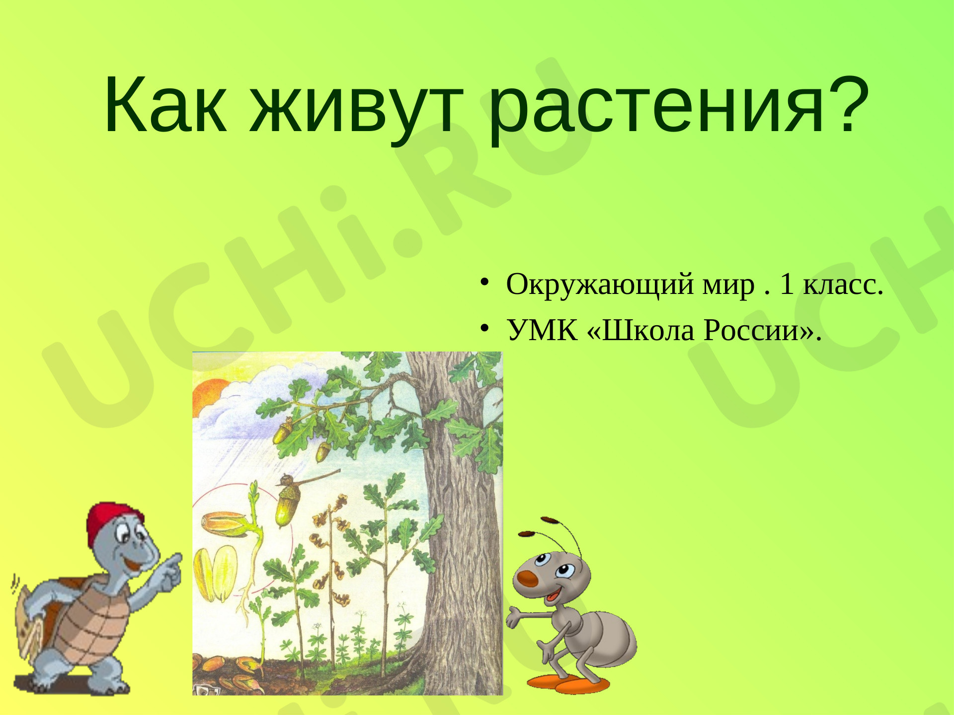 Предпросмотр материала Презентация по окружающему миру Как живут растения