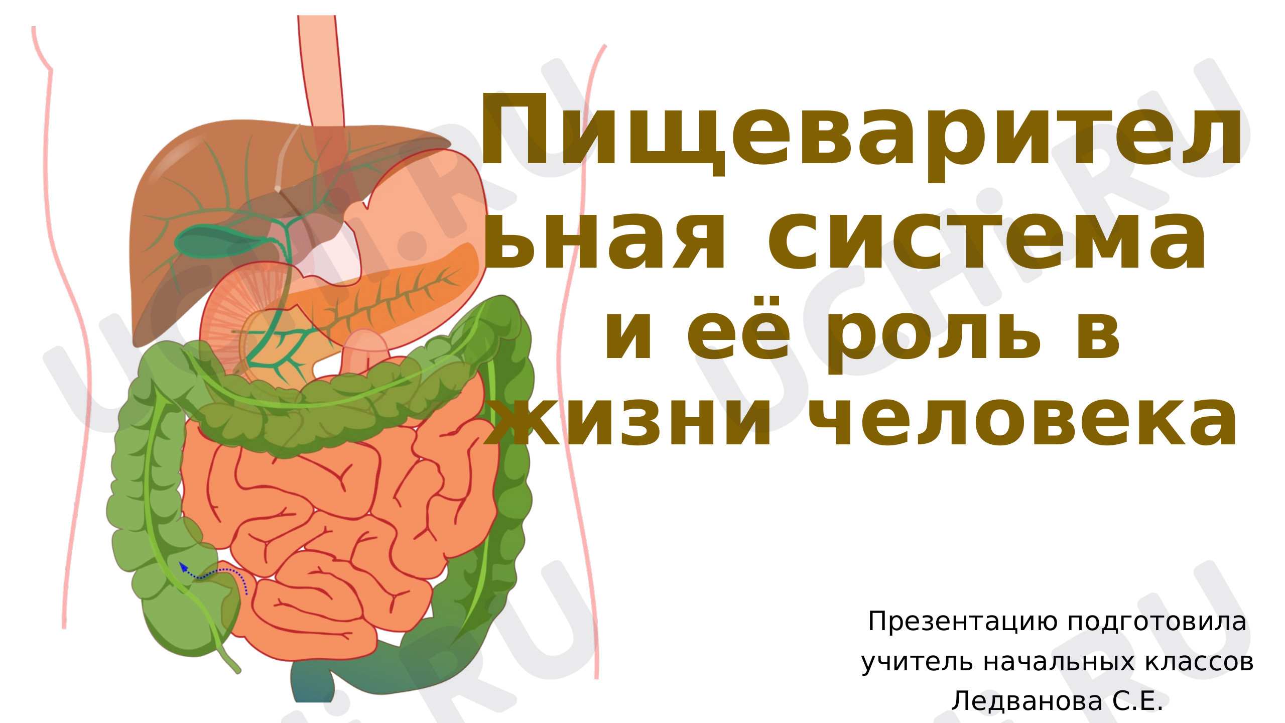 Предпросмотр материала Пищеварительная система