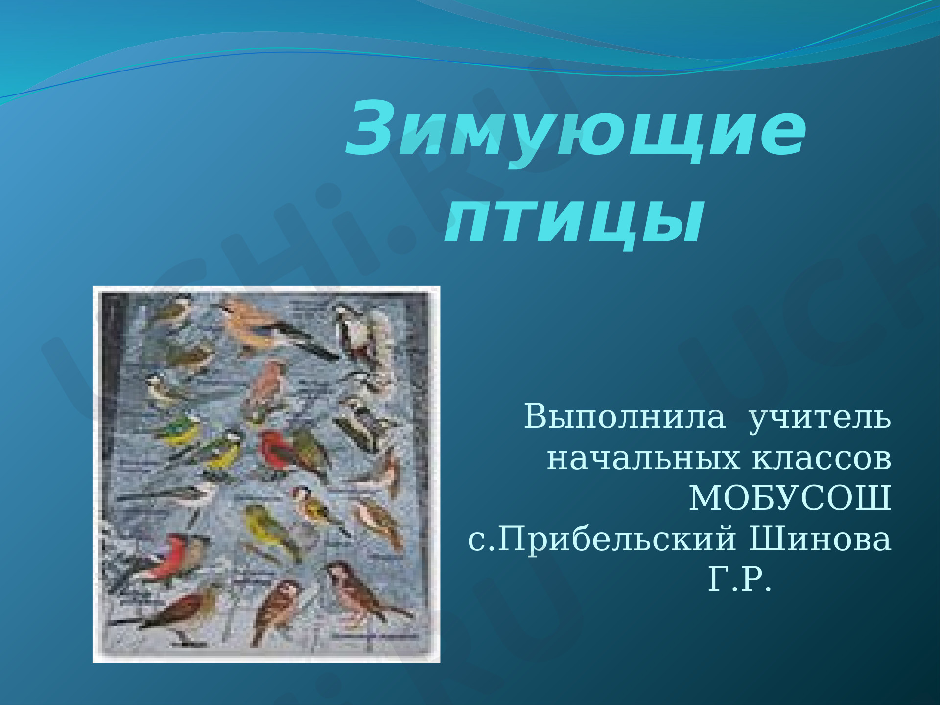 Предпросмотр материала Зимующие птицы