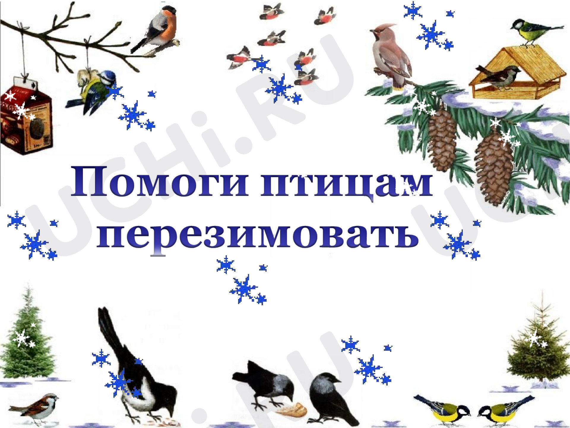 Предпросмотр материала Презентация по теме: "Помоги птицам перезимовать"