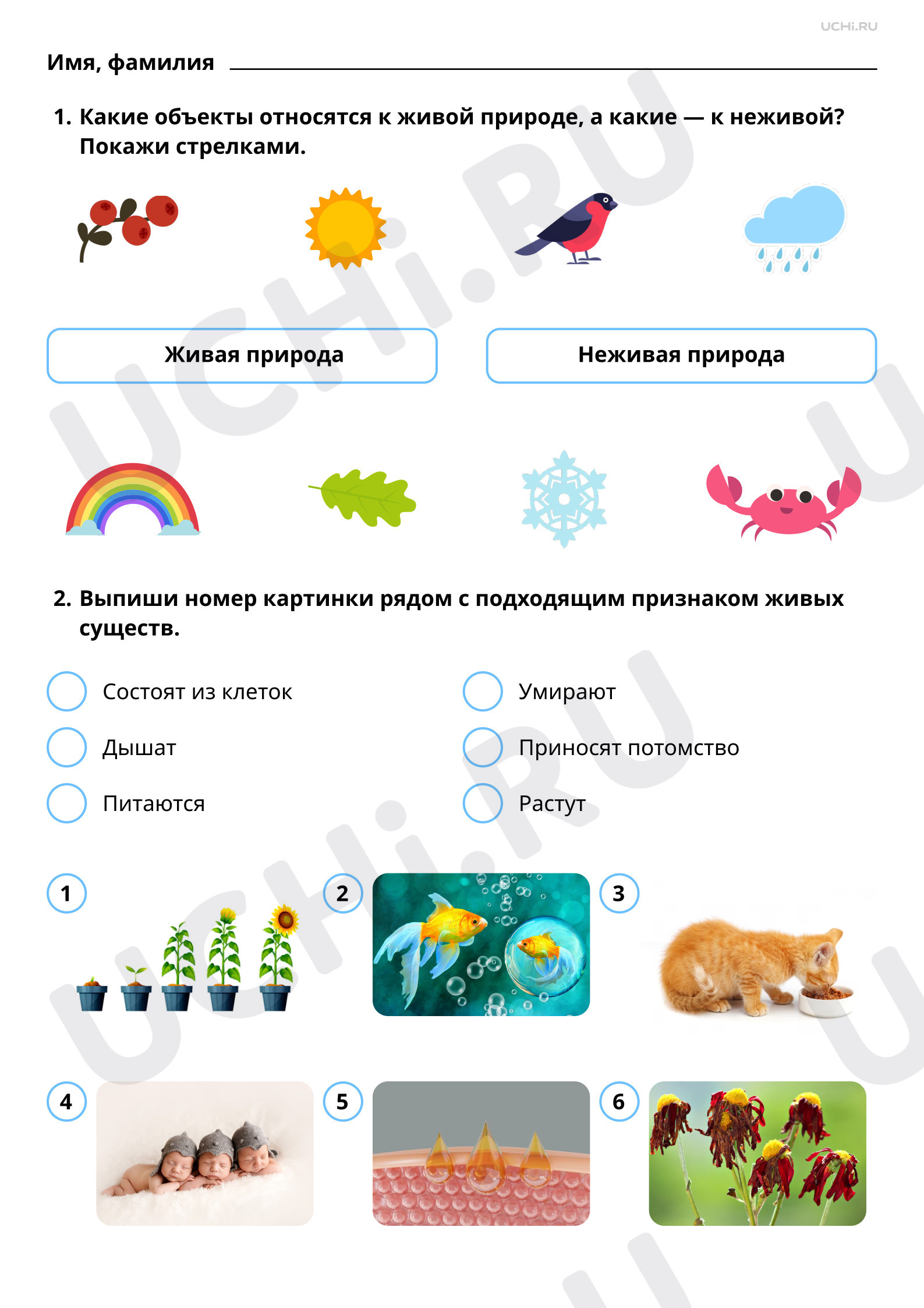 Рабочие листы по теме «Объекты живой природы. Сравнение объектов неживой и  живой природы: выделение различий». Базовый уровень: Объекты живой природы.  Сравнение объектов неживой и живой природы: выделение различий | Учи.ру