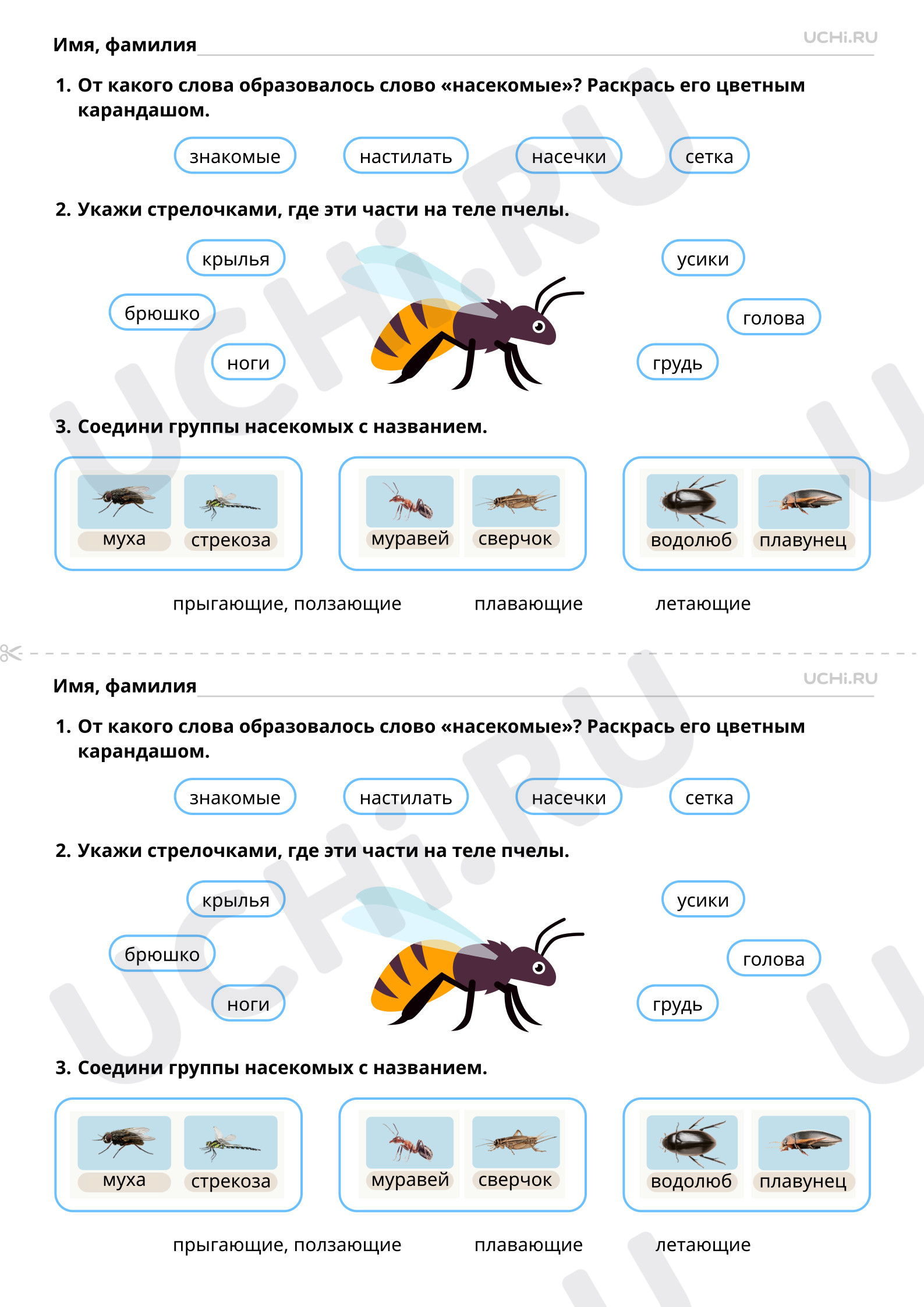 Рабочие листы по теме «Насекомые: сравнение, краткое описание внешнего  вида». Базовый уровень: Насекомые: сравнение, краткое описание внешнего  вида | Учи.ру