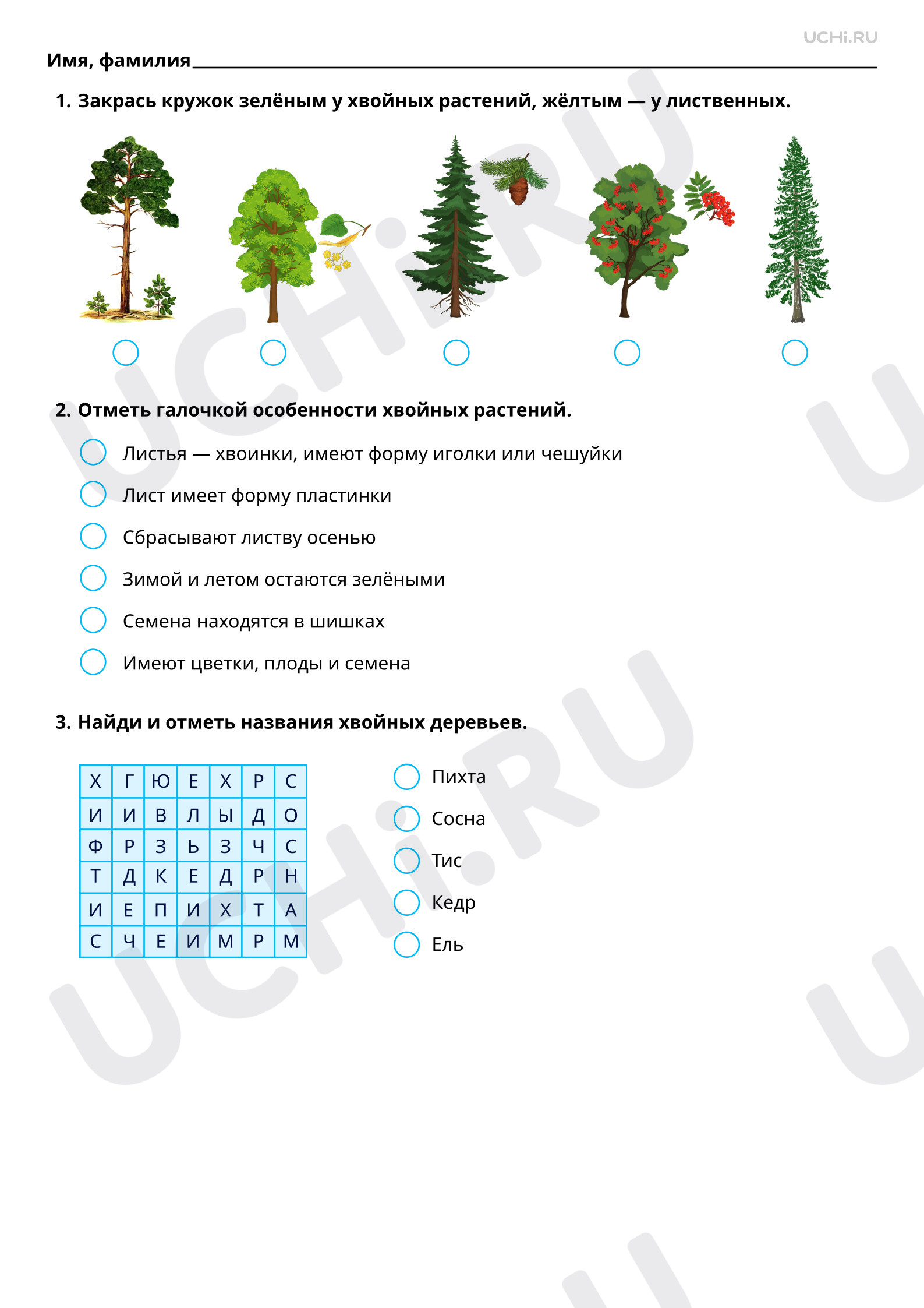 Рабочие листы по теме «Особенности хвойных растений: узнавание, краткое  описание. Хвойные растения нашего края». Базовый уровень: Особенности  хвойных растений: узнавание, краткое описание. Хвойные растения нашего края  | Учи.ру