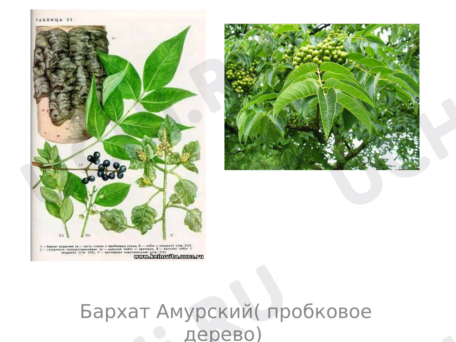 Предпросмотр материала Деревья Дальнего востока