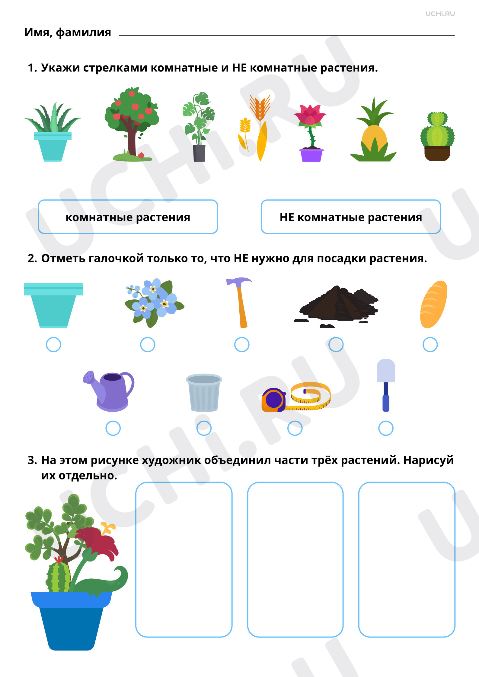 Рабочие листы по теме «Комнатные растения. Растения в твоем доме: краткое  описание». Повышенный уровень: Комнатные растения. Растения в твоём доме:  краткое описание | Учи.ру