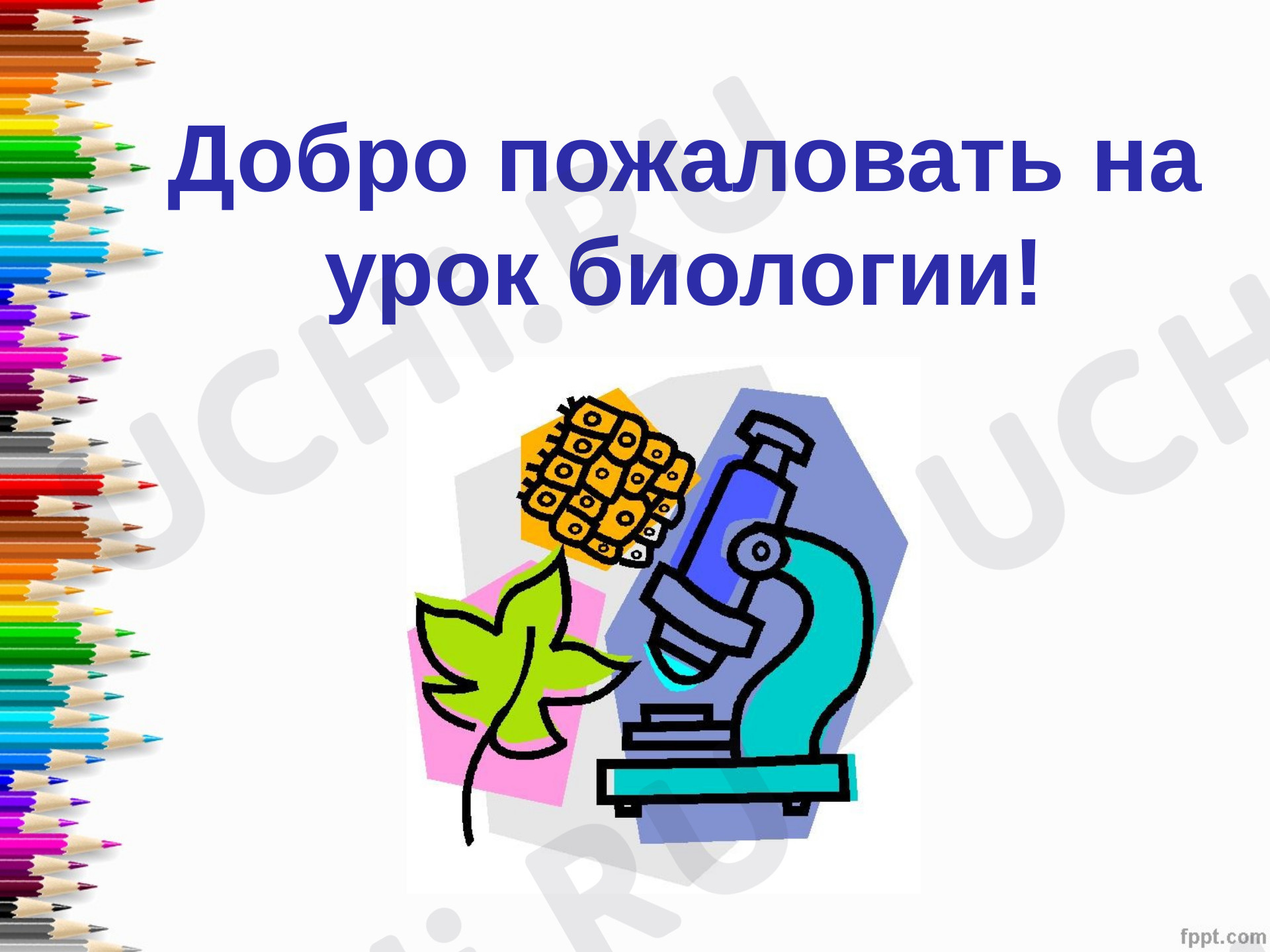 Предпросмотр материала Побег и почки