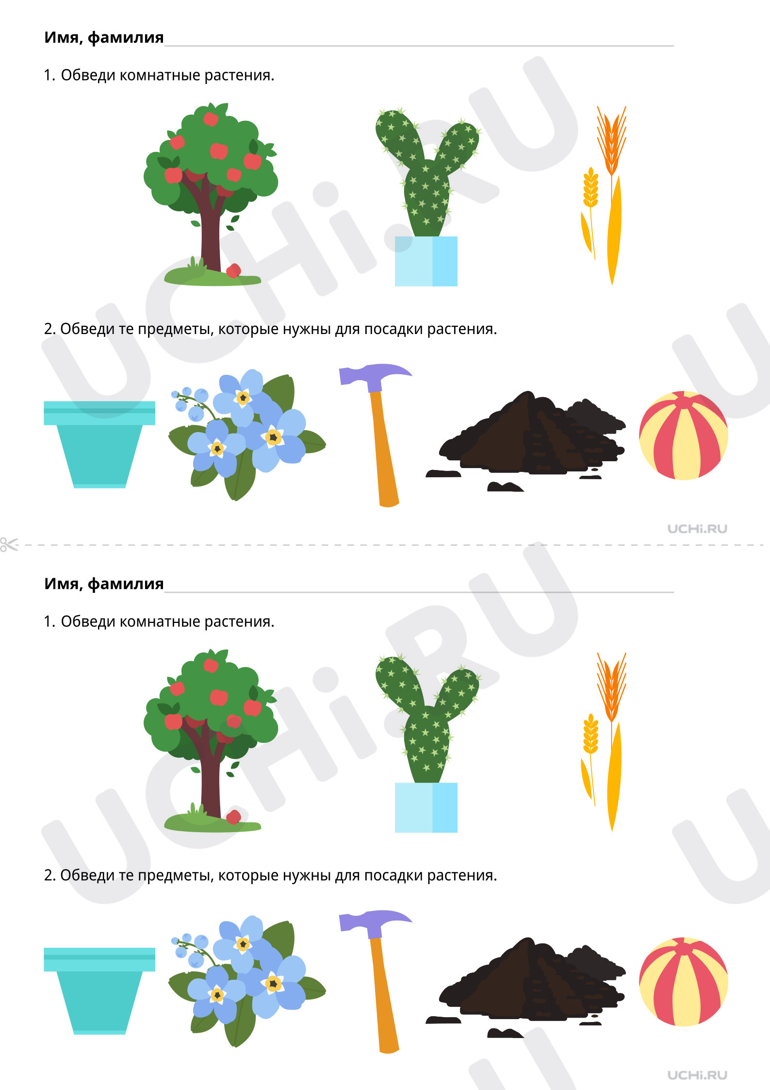 Предпросмотр материала Комнатные растения. Базовый уровень
