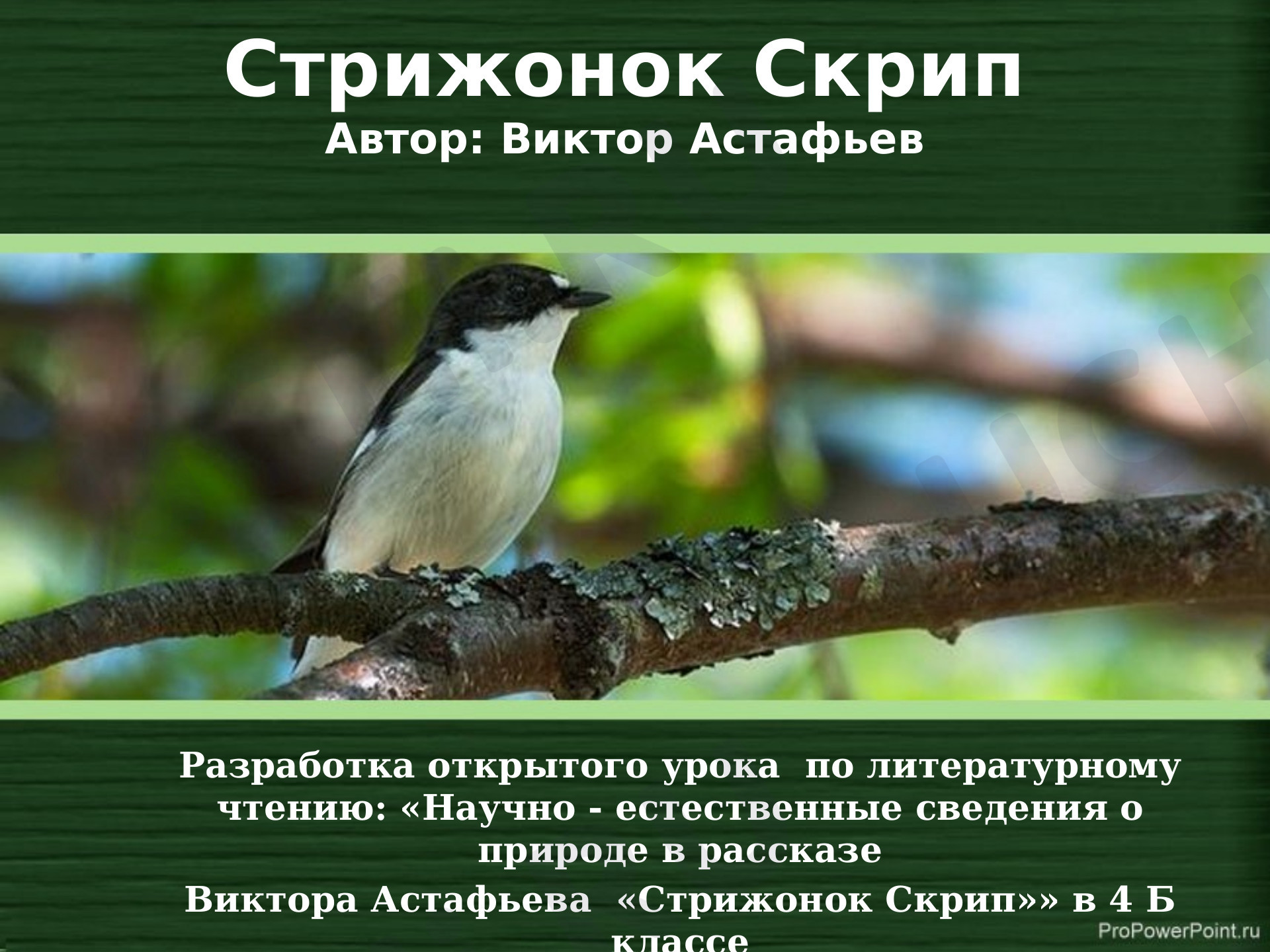 Предпросмотр материала Презентация к уроку "Литературное чтение" по теме: рассказ Виктора Астафьева  «Стрижонок Скрип»