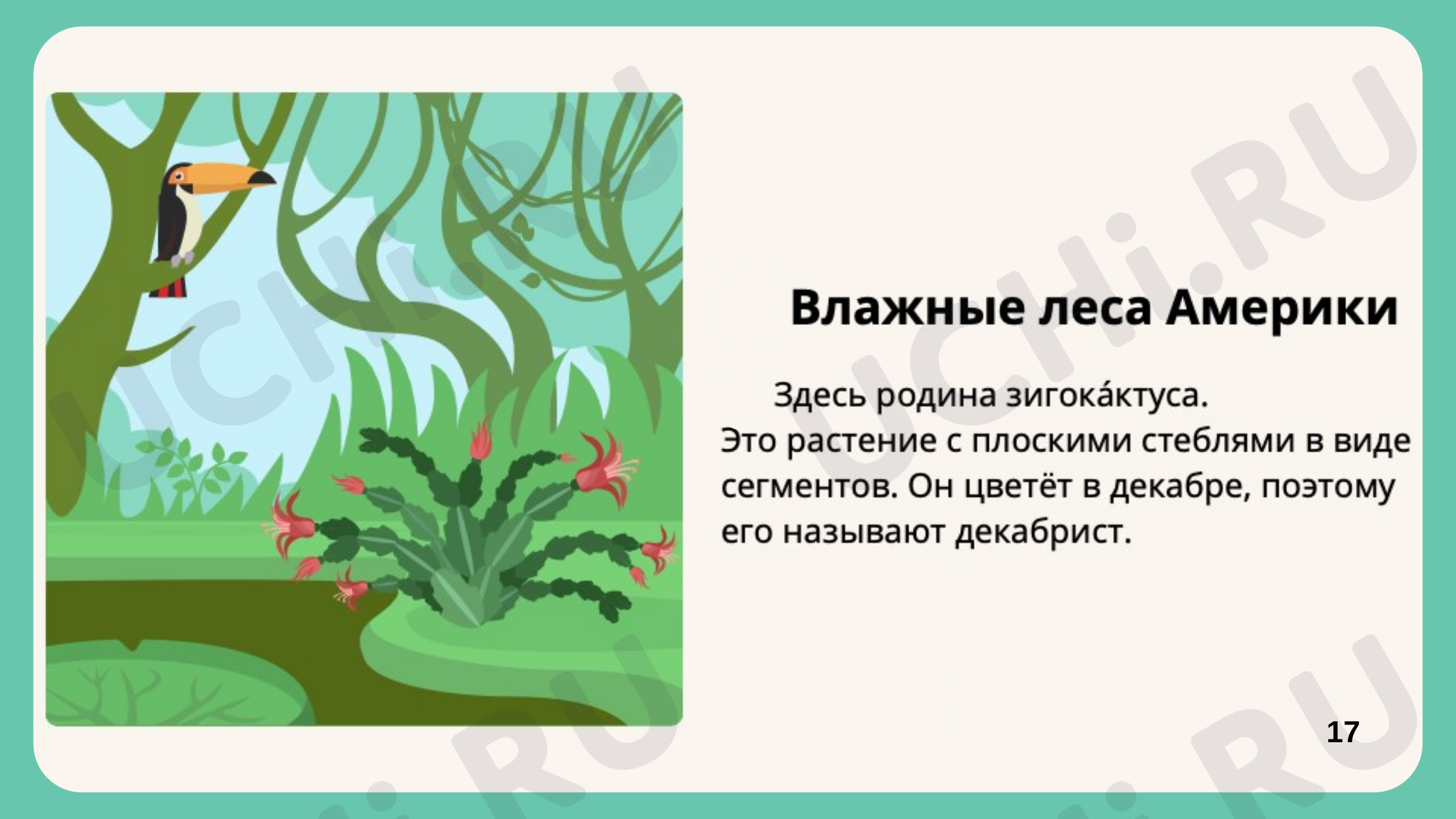 Комнатные растения, презентация. Окружающий мир 1 класс: Комнатные растения  | Учи.ру