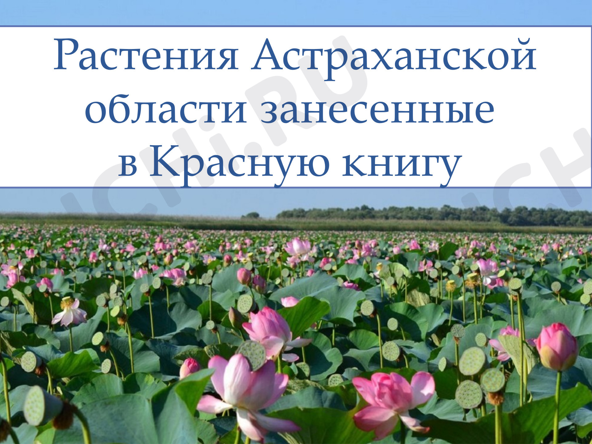 Предпросмотр материала Презентация по теме: Растения Астраханской области занесенные в Красную книгу