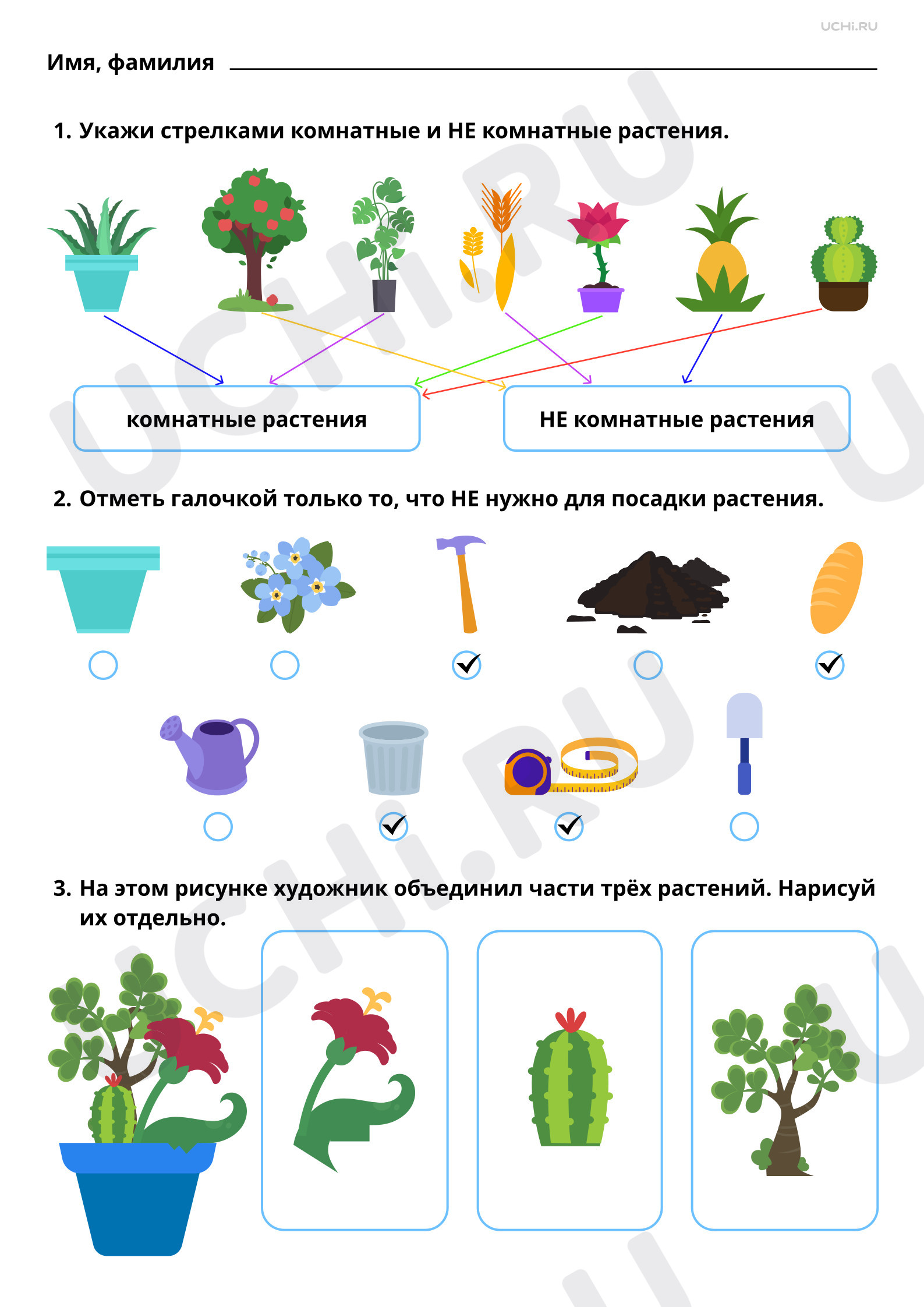 Комнатные растения. Растения в твоём доме: краткое описание