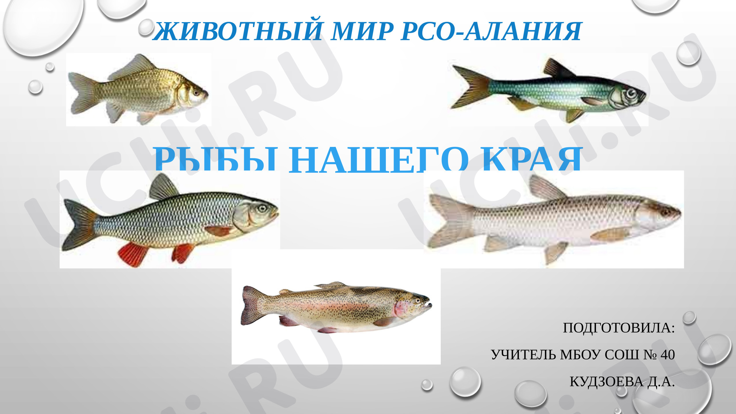 Предпросмотр материала Презентация к уроку окружающего мира «Рыбы нашего края»