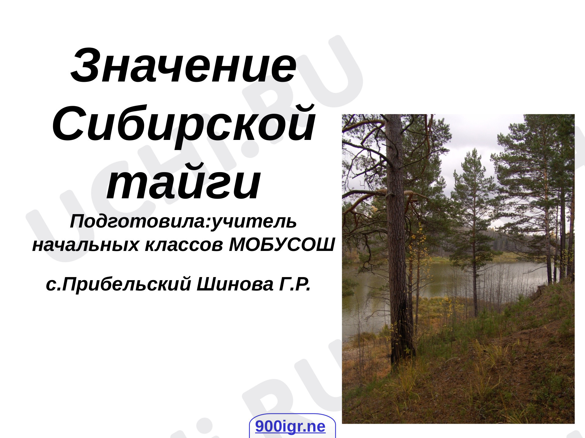 Предпросмотр материала Значение Сибирской тайги