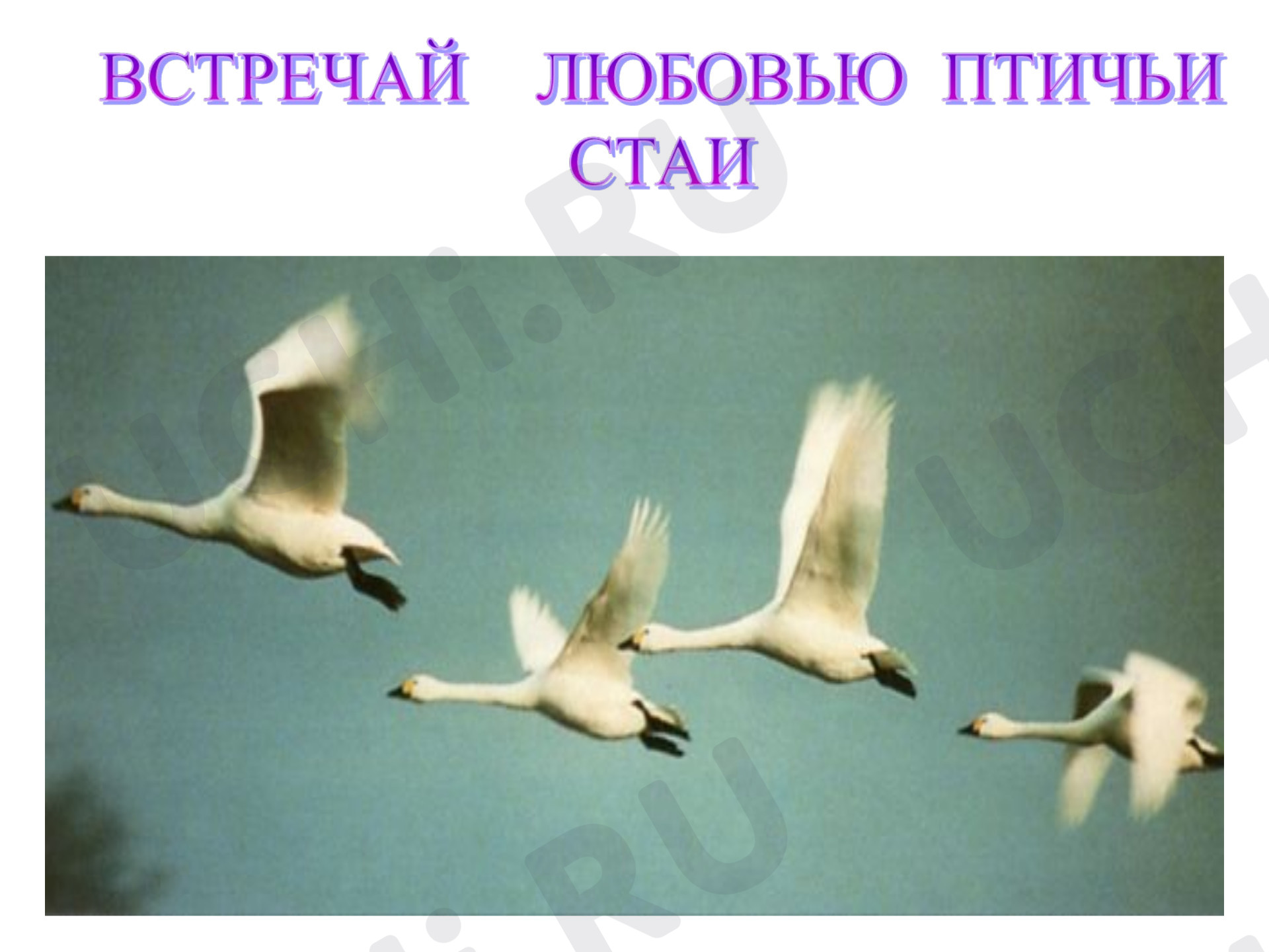 Предпросмотр материала "День птиц"