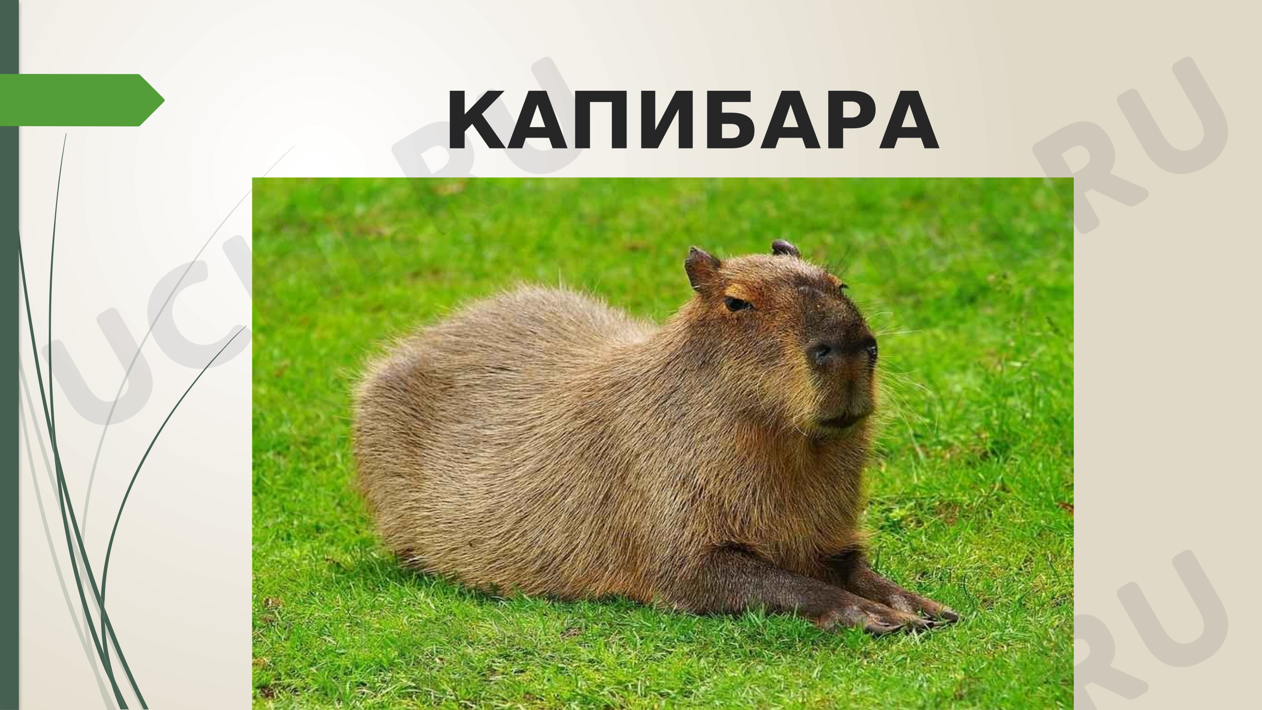 Предпросмотр материала Удивительные животные «Капибара»