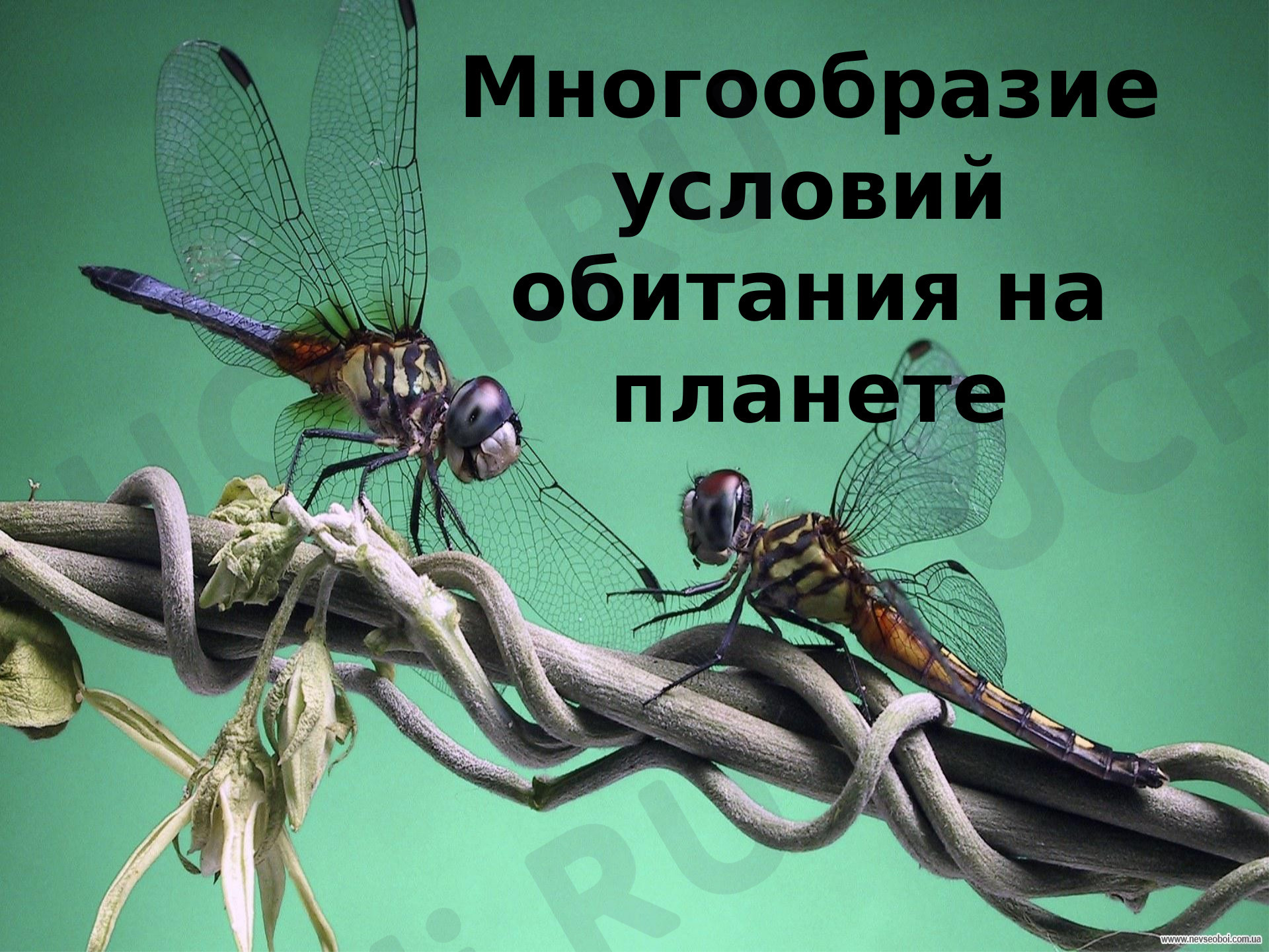 Предпросмотр материала Многообразие условий обитания на планете