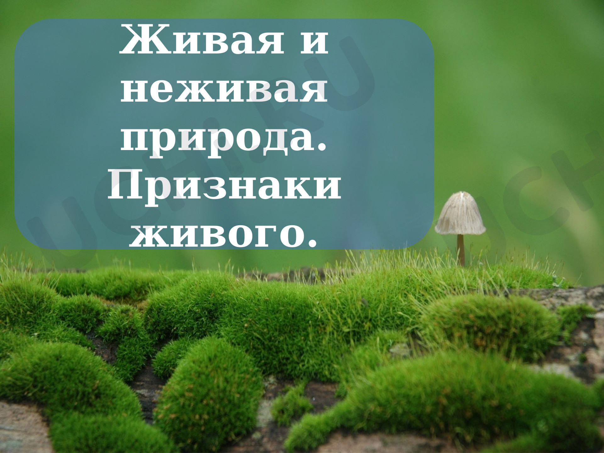 Предпросмотр материала Живая и неживая природа