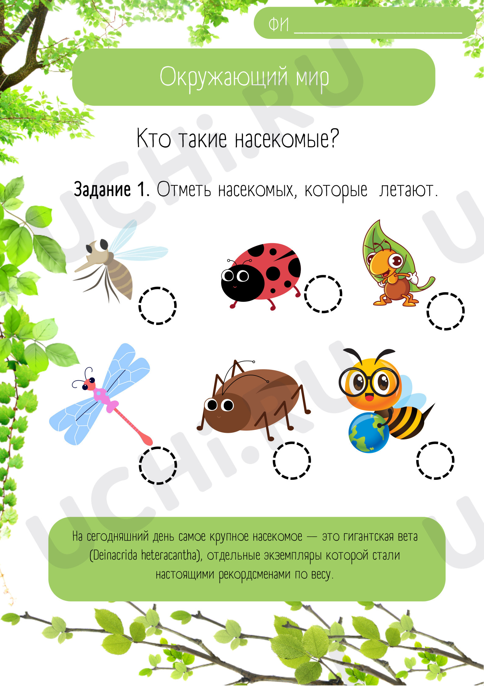 Предпросмотр материала Какие бывают насекомые
