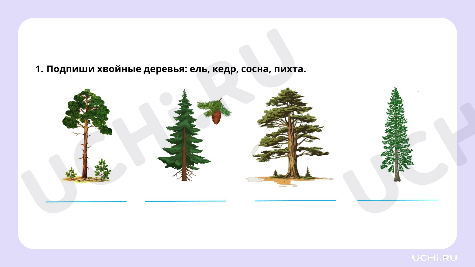 Окружающий мир для 2 четверти 1 класса. ЭОР | Подготовка к уроку от Учи.ру