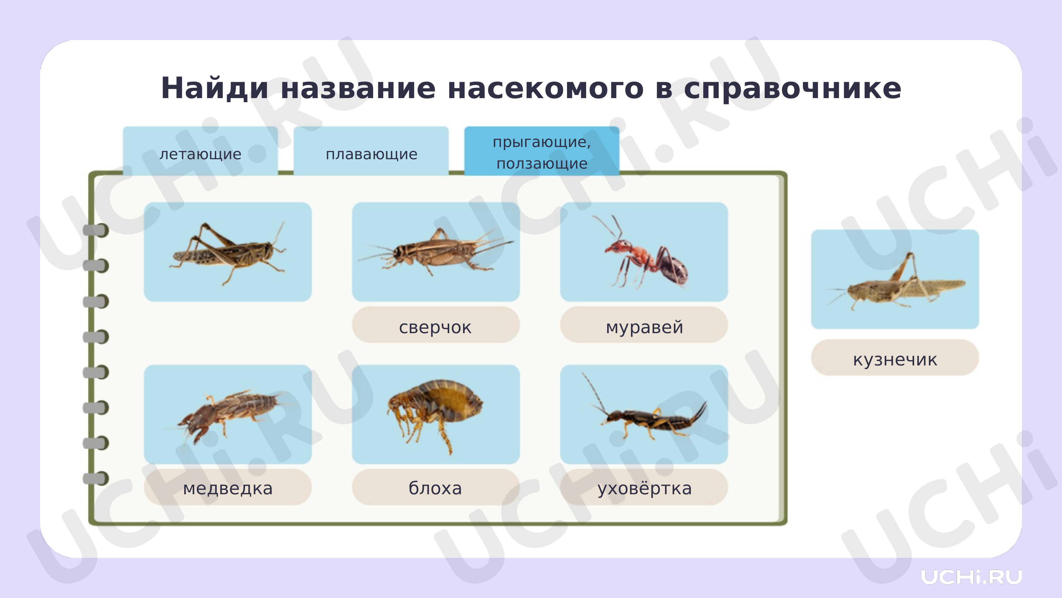 Рабочие листы по теме «Насекомые: сравнение, краткое описание внешнего  вида». Базовый уровень: Насекомые: сравнение, краткое описание внешнего  вида | Учи.ру