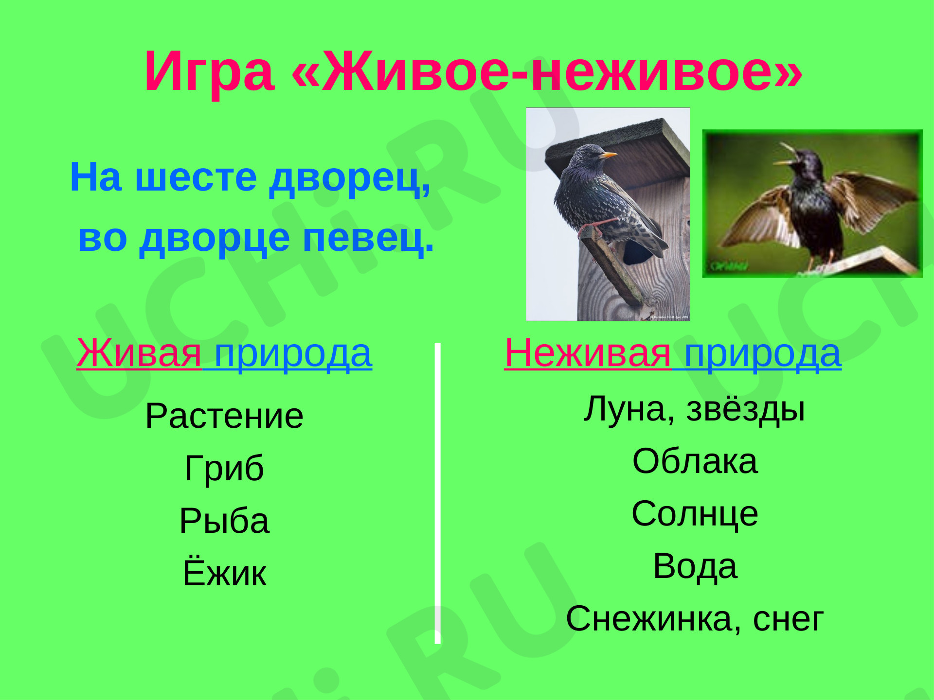 Окружающий мир для 1 четверти 1 класса. ЭОР | Подготовка к уроку от Учи.ру