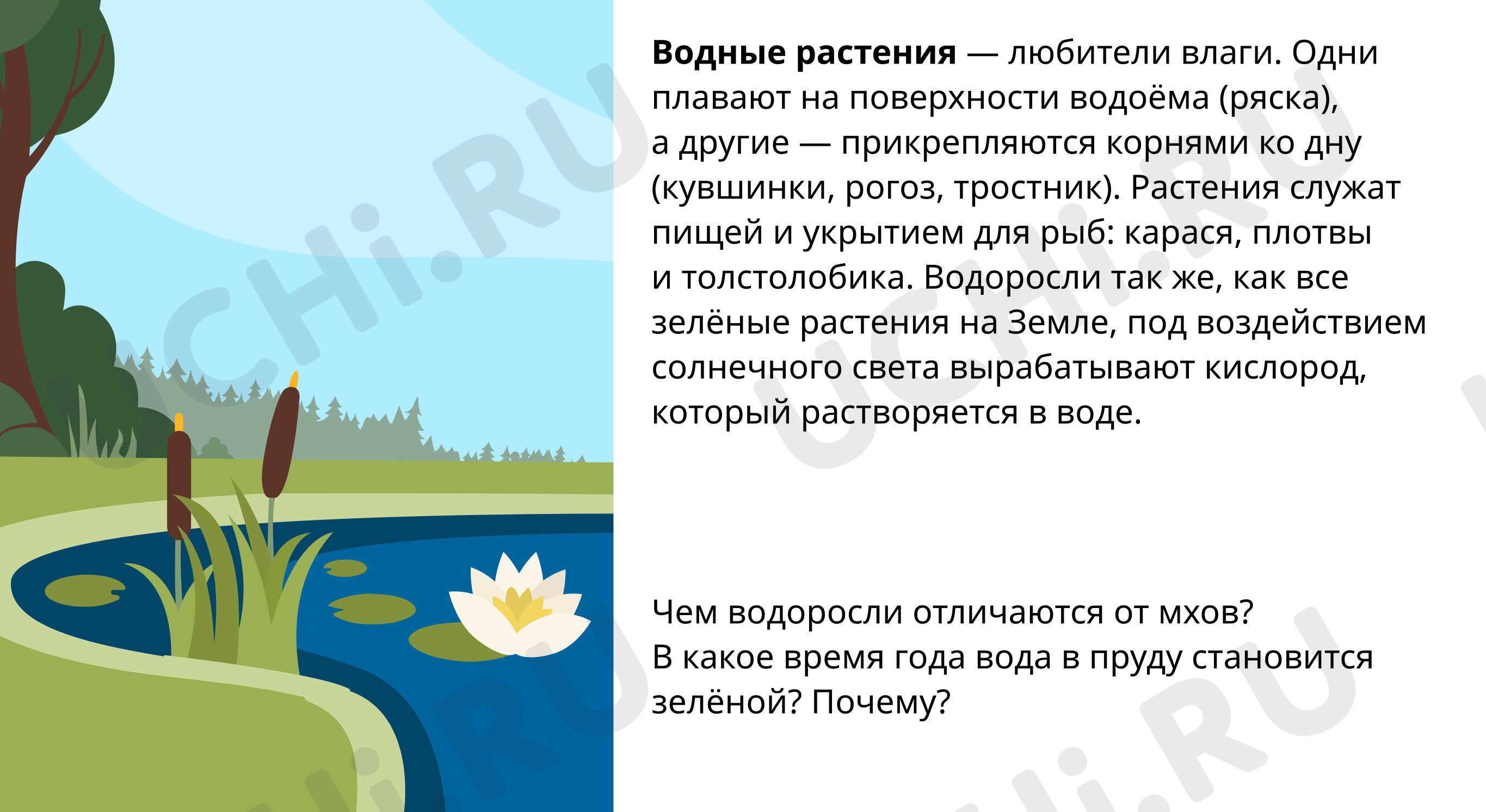 Мир вокруг, окружающий мир 4 класс | Подготовка к уроку от Учи.ру