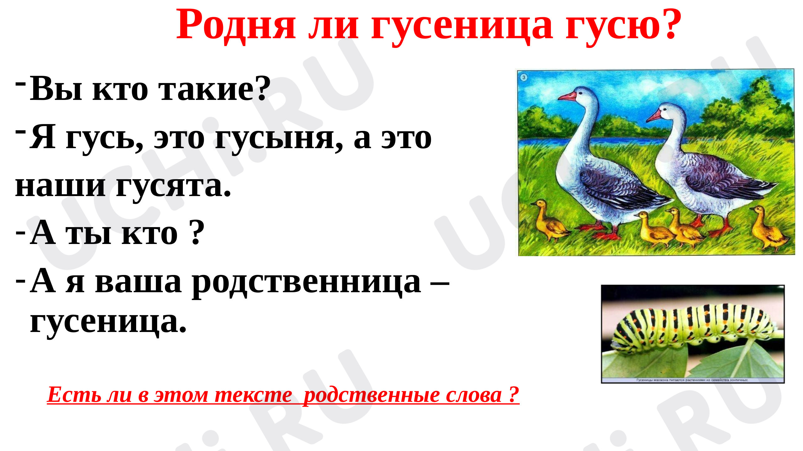 Предпросмотр материала Презентация к уроку русского языка по теме: "Корень слова"