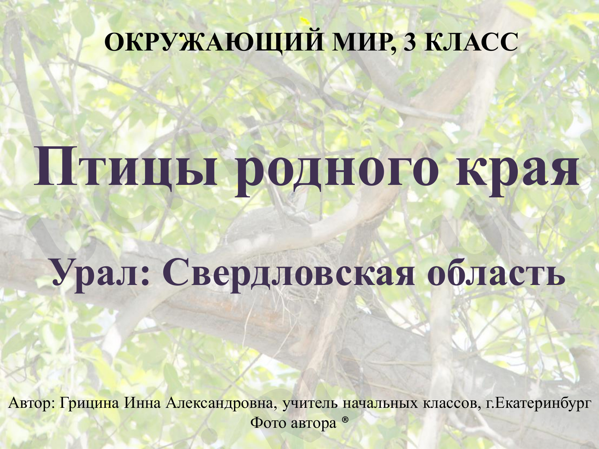 Предпросмотр материала Птицы родного края. Урал: Свердловская область