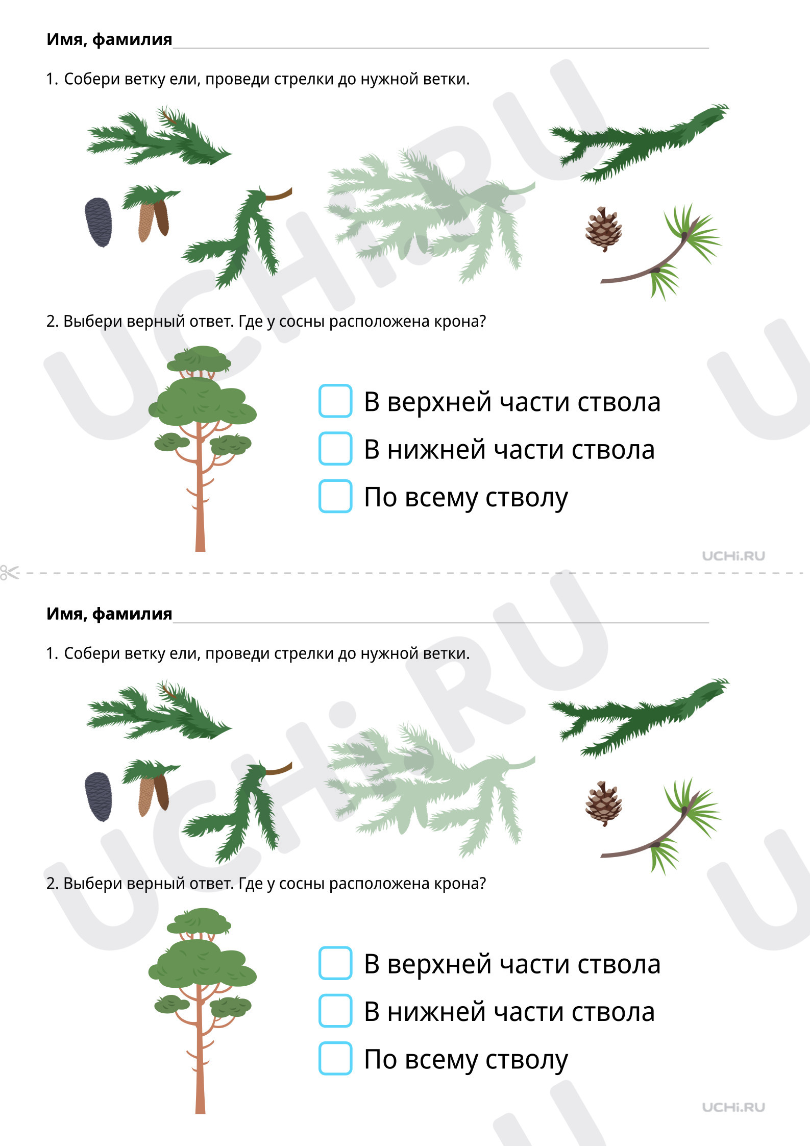 ?? Рабочий лист №3 по теме “Что такое хвоинки? Базовый уровень” для 1 ...