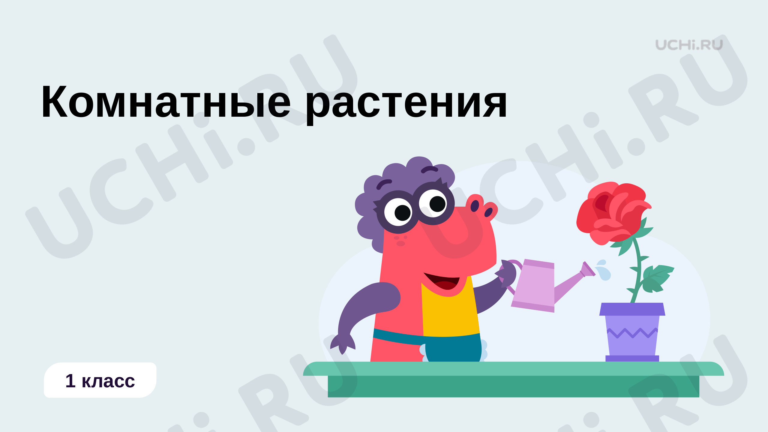 Предпросмотр материала Комнатные растения